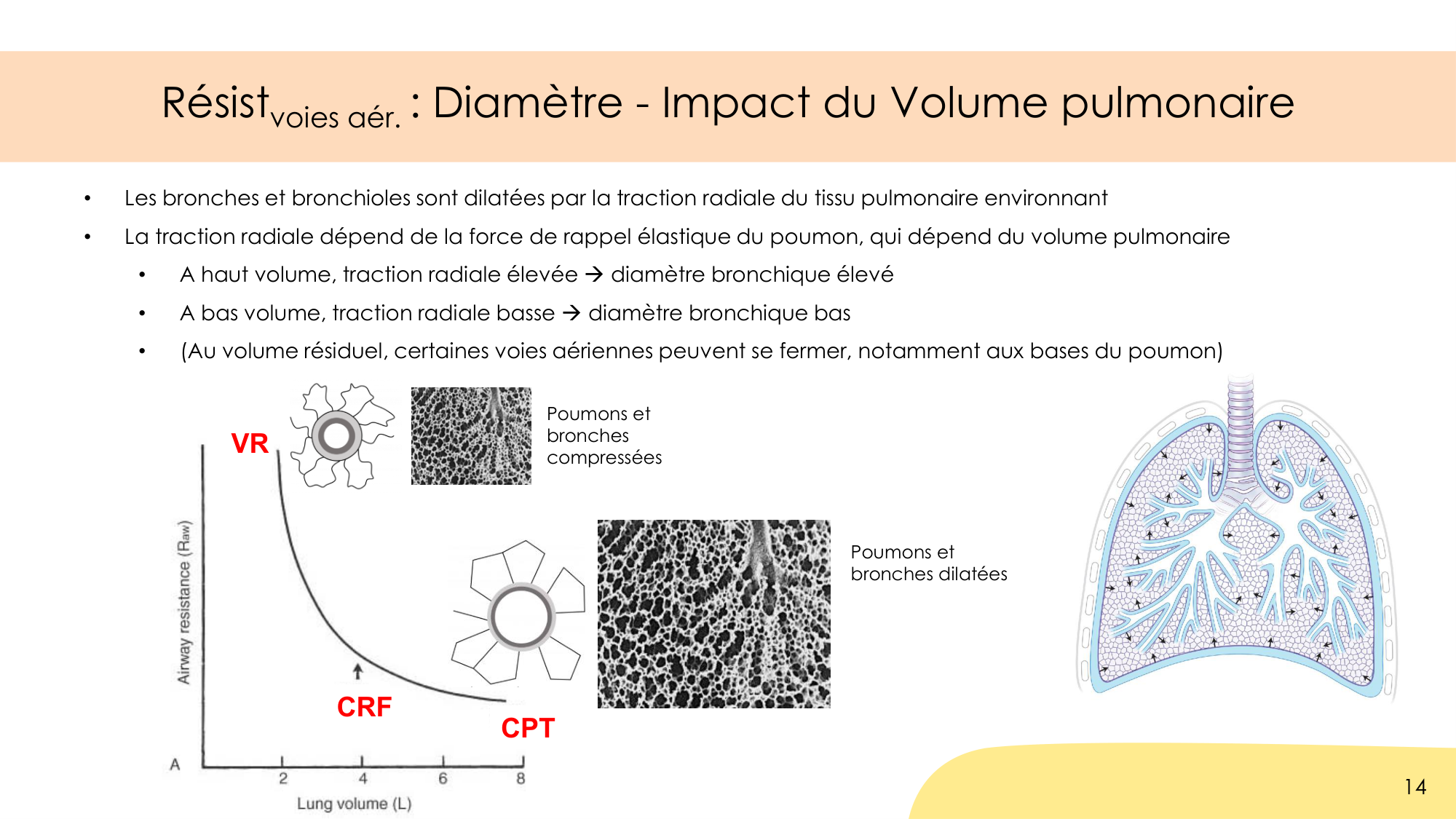 Dynamique respiratoire page 14