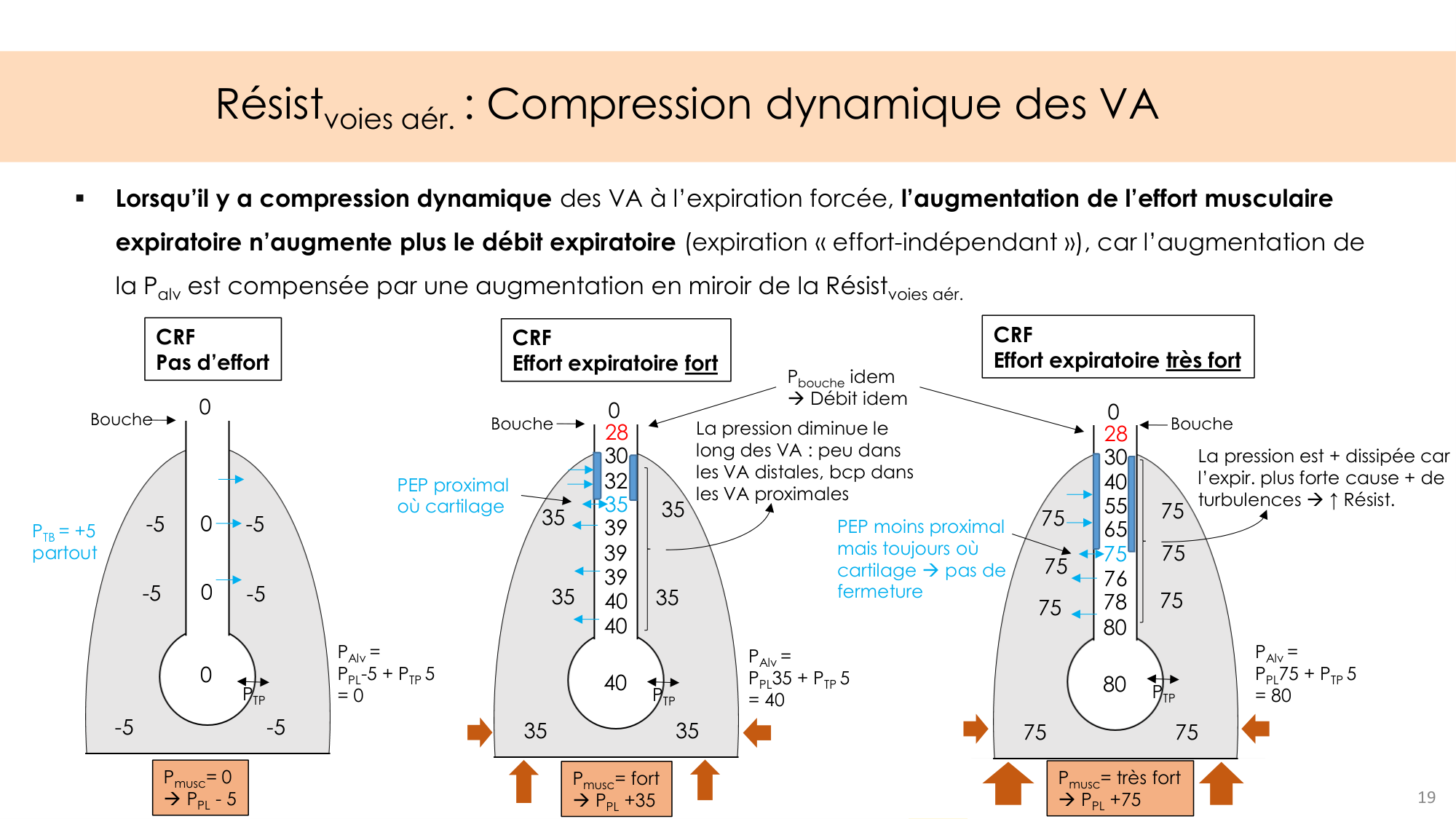 Dynamique respiratoire page 19