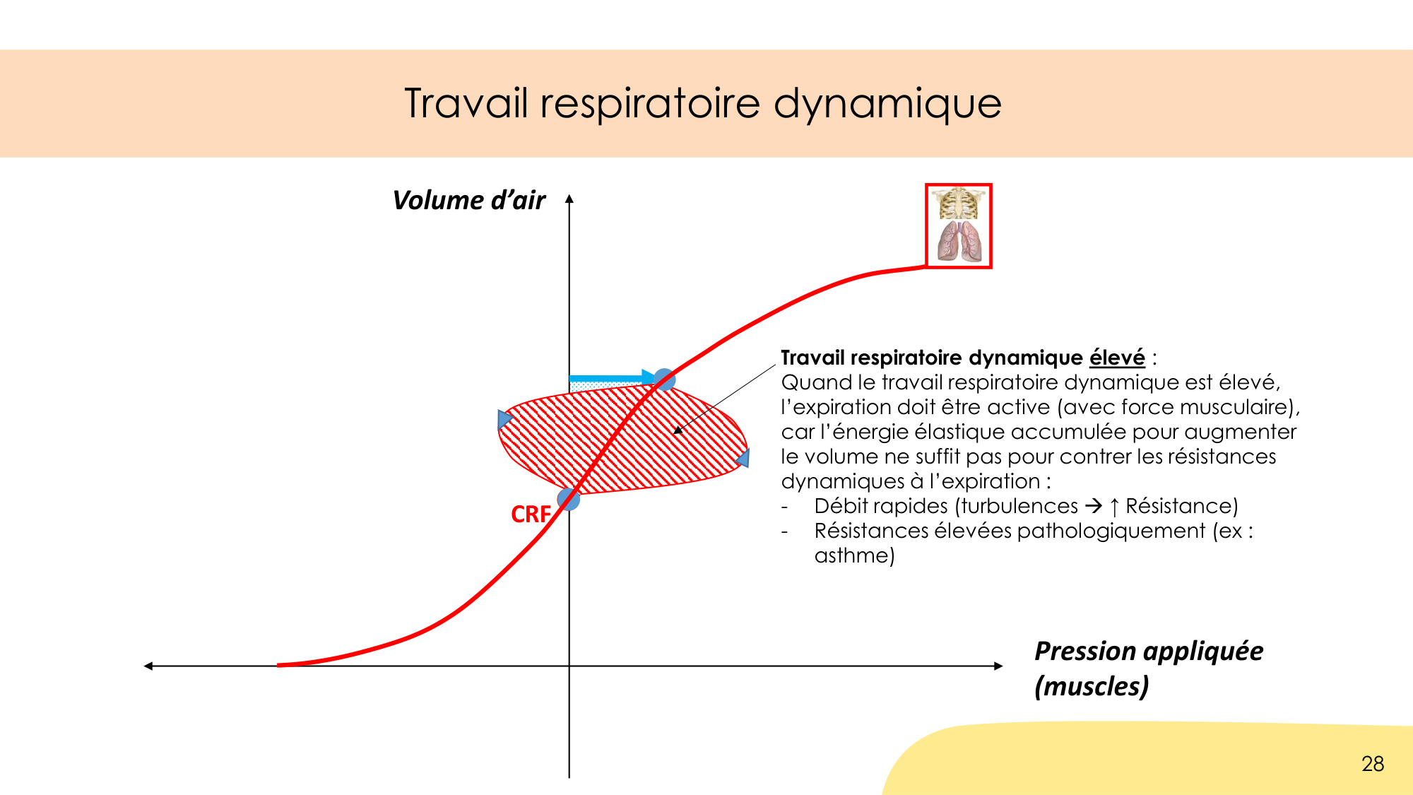 Dynamique respiratoire page 28