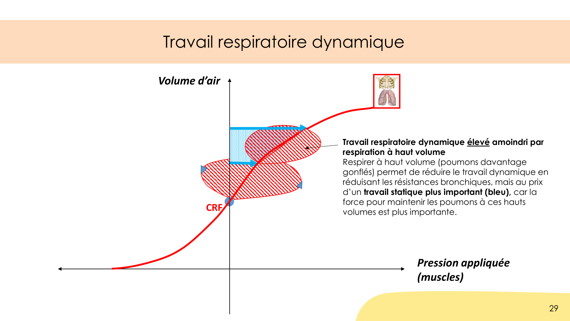 Dynamique respiratoire page 29