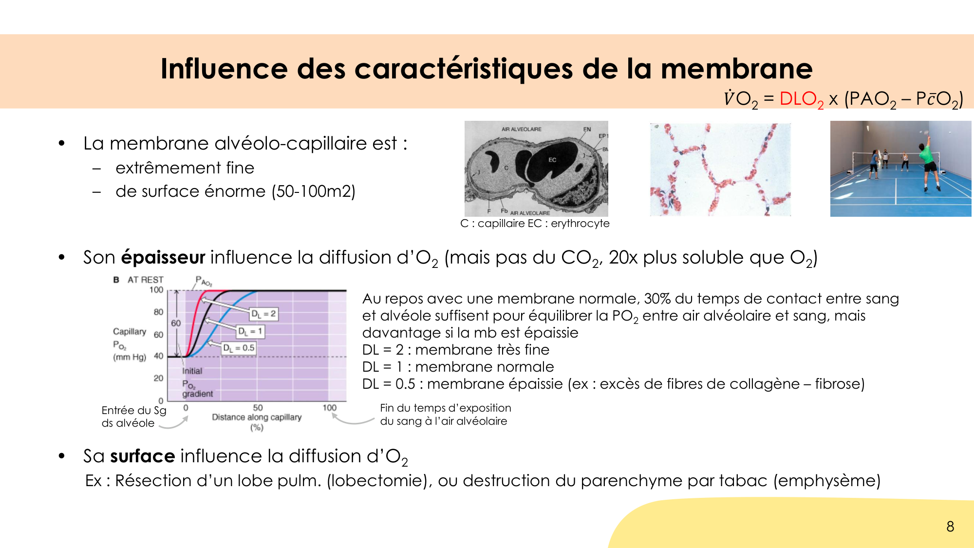 Hématose et rapports V/Q page 8