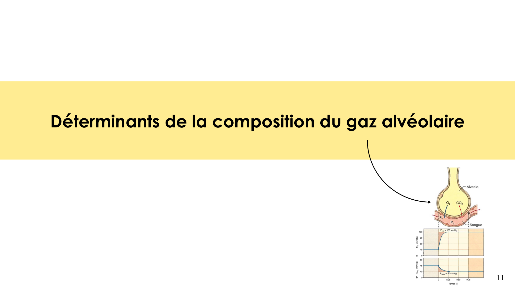 Hématose et rapports V/Q page 11