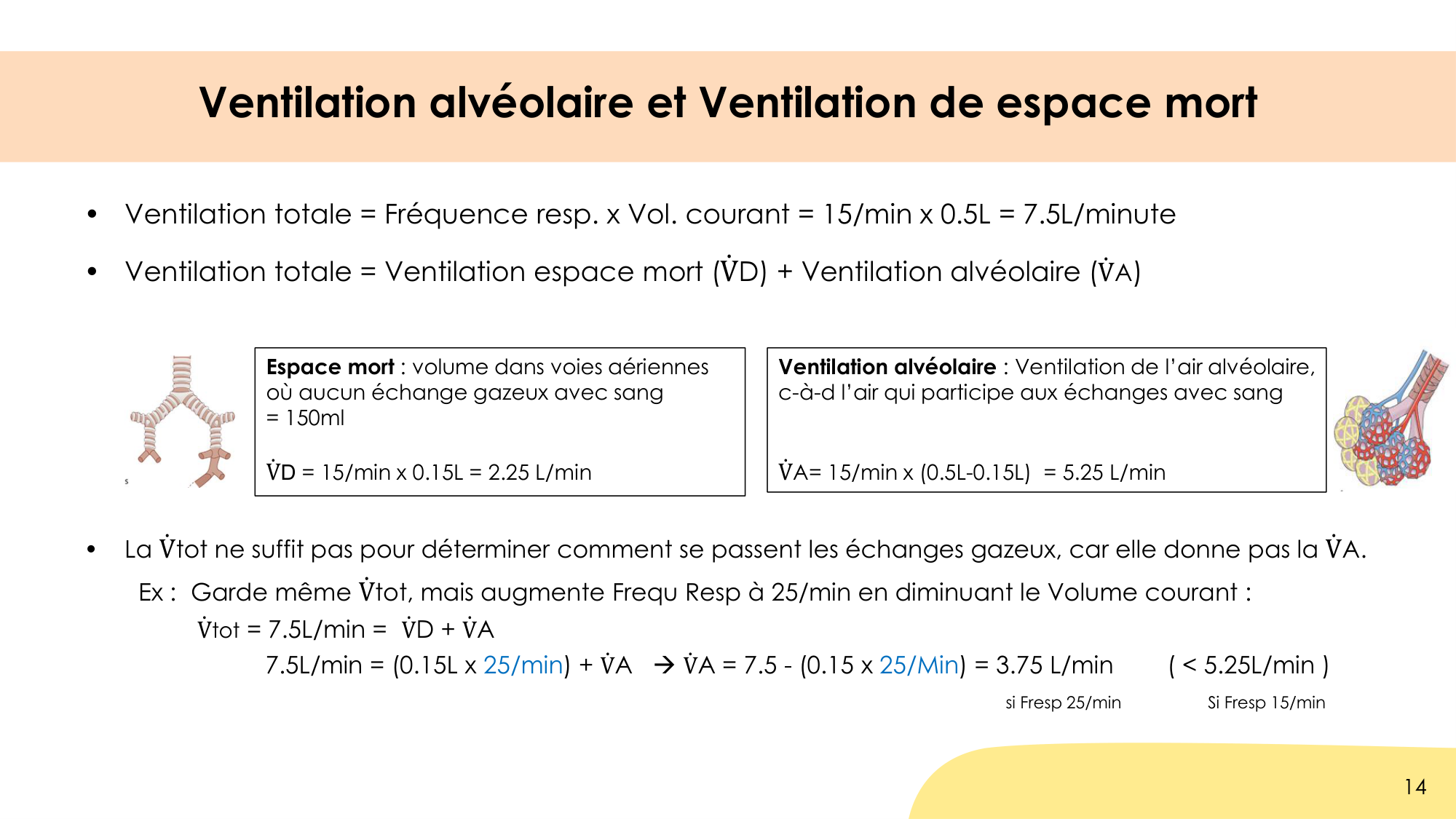 Hématose et rapports V/Q page 14