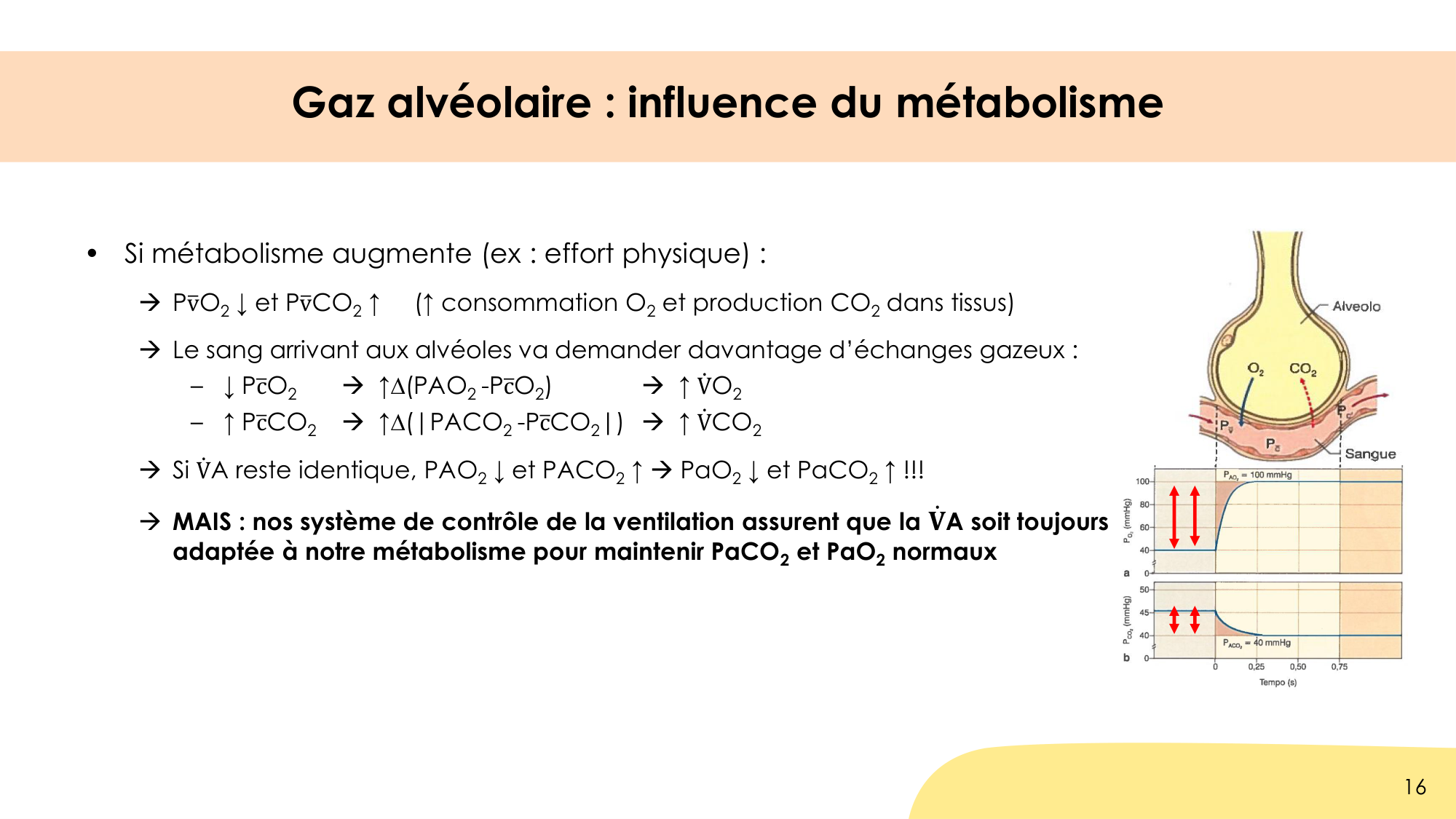Hématose et rapports V/Q page 16