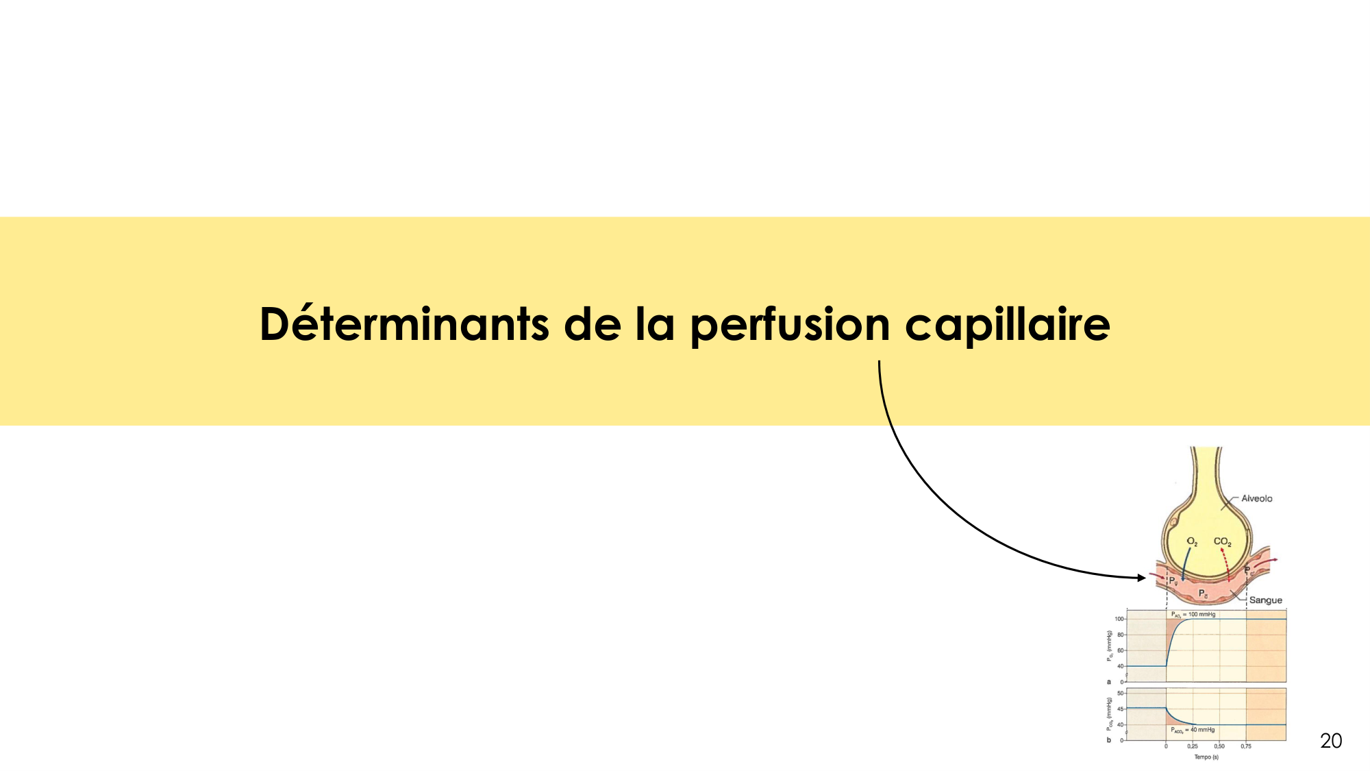 Hématose et rapports V/Q page 20