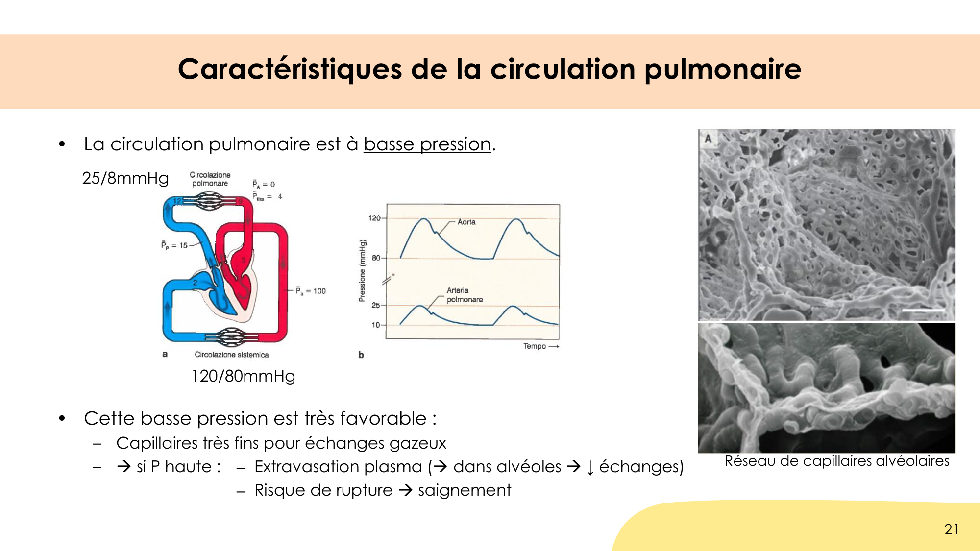 Hématose et rapports V/Q page 21