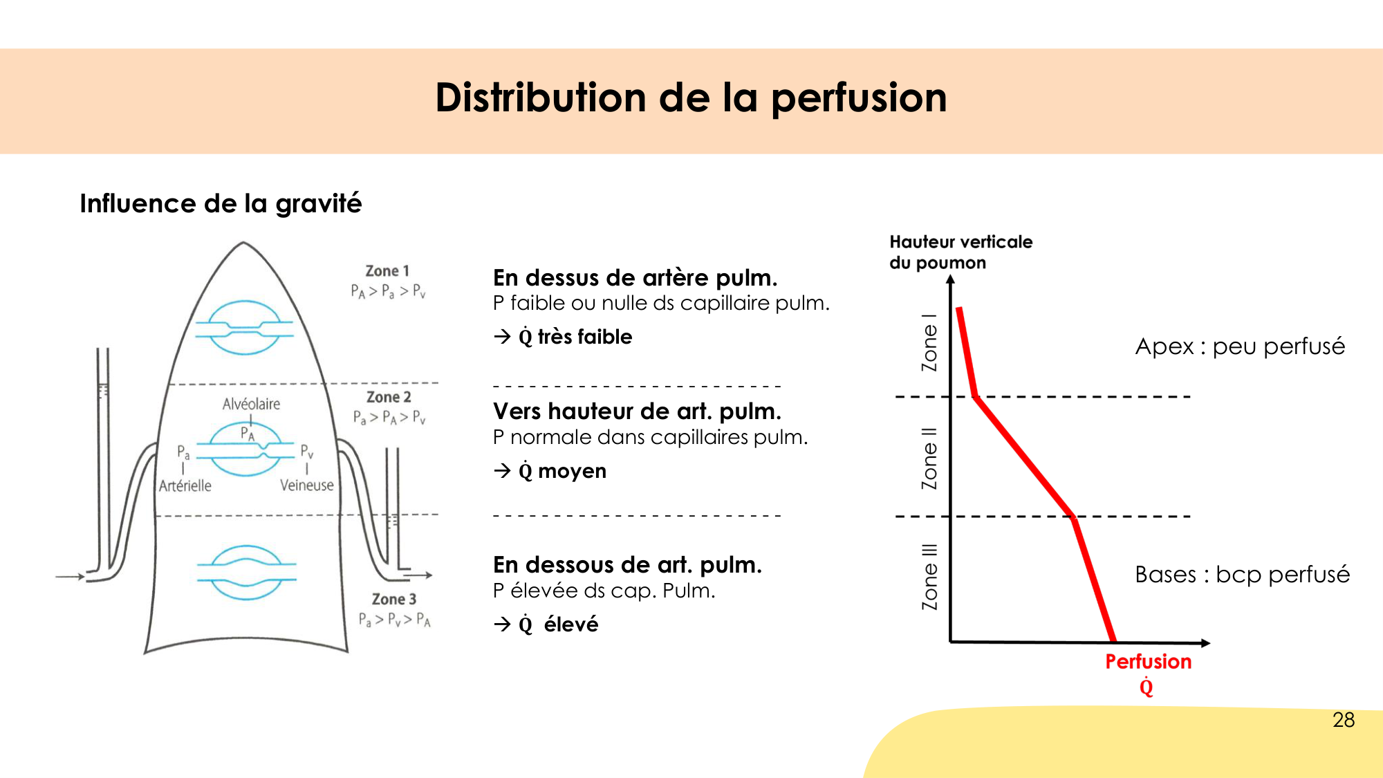 Hématose et rapports V/Q page 28