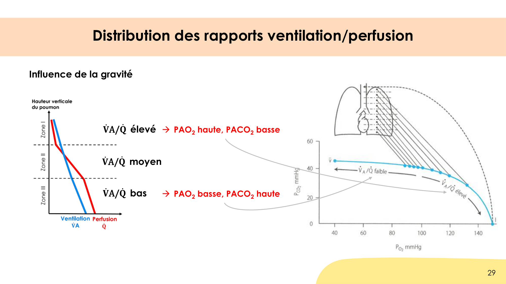 Hématose et rapports V/Q page 29