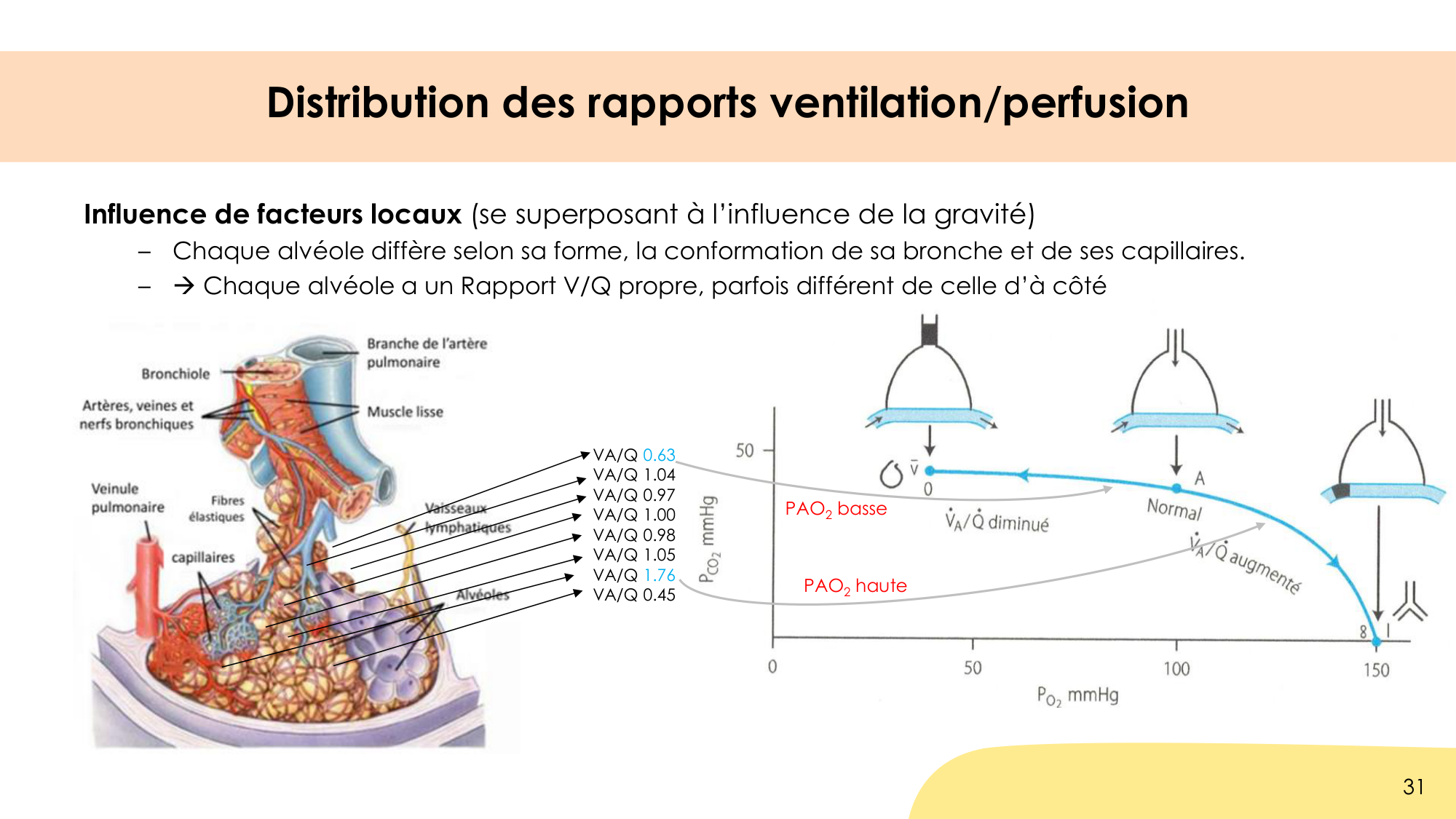 Hématose et rapports V/Q page 31