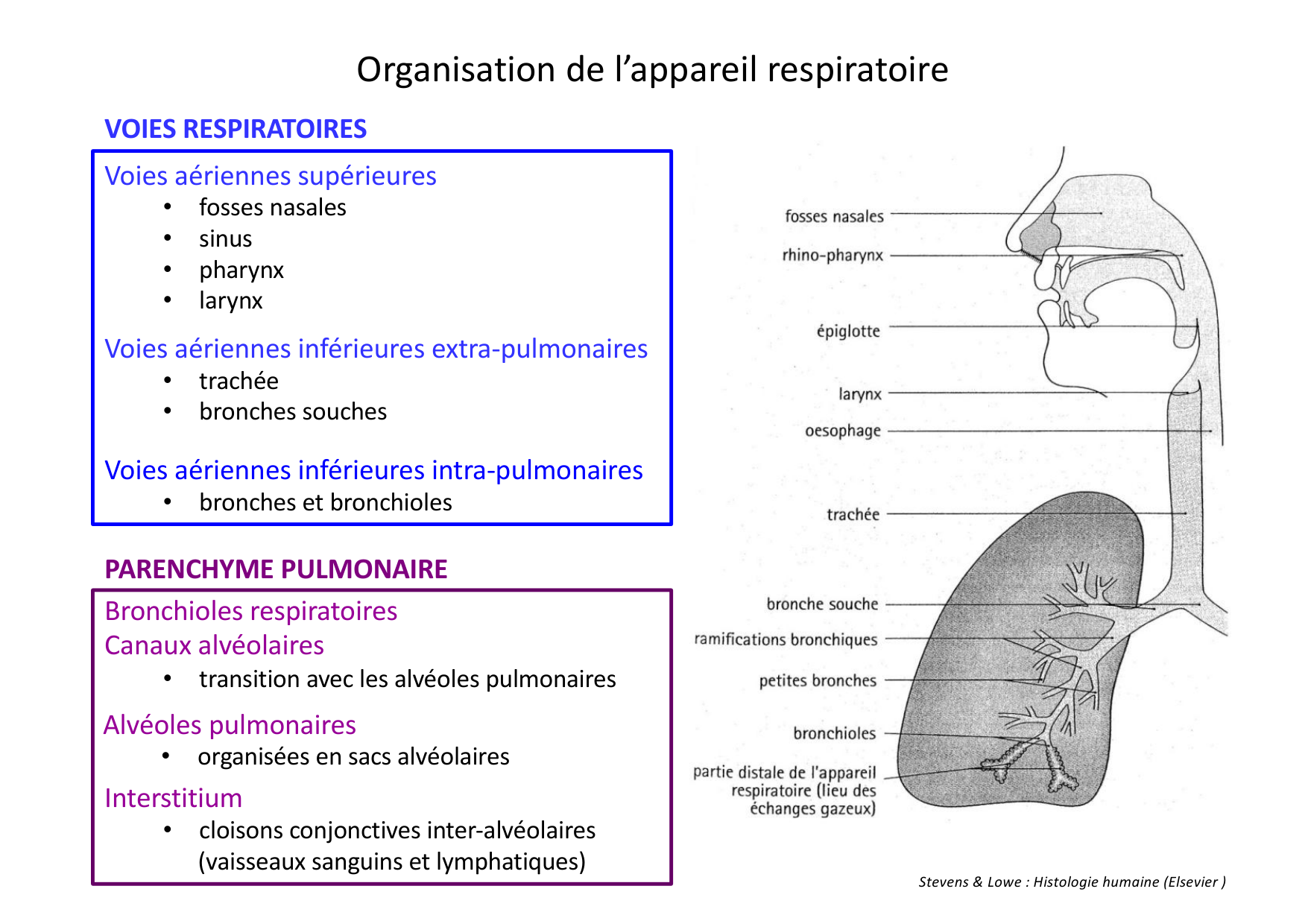 Histologie du système respiratoire page 4