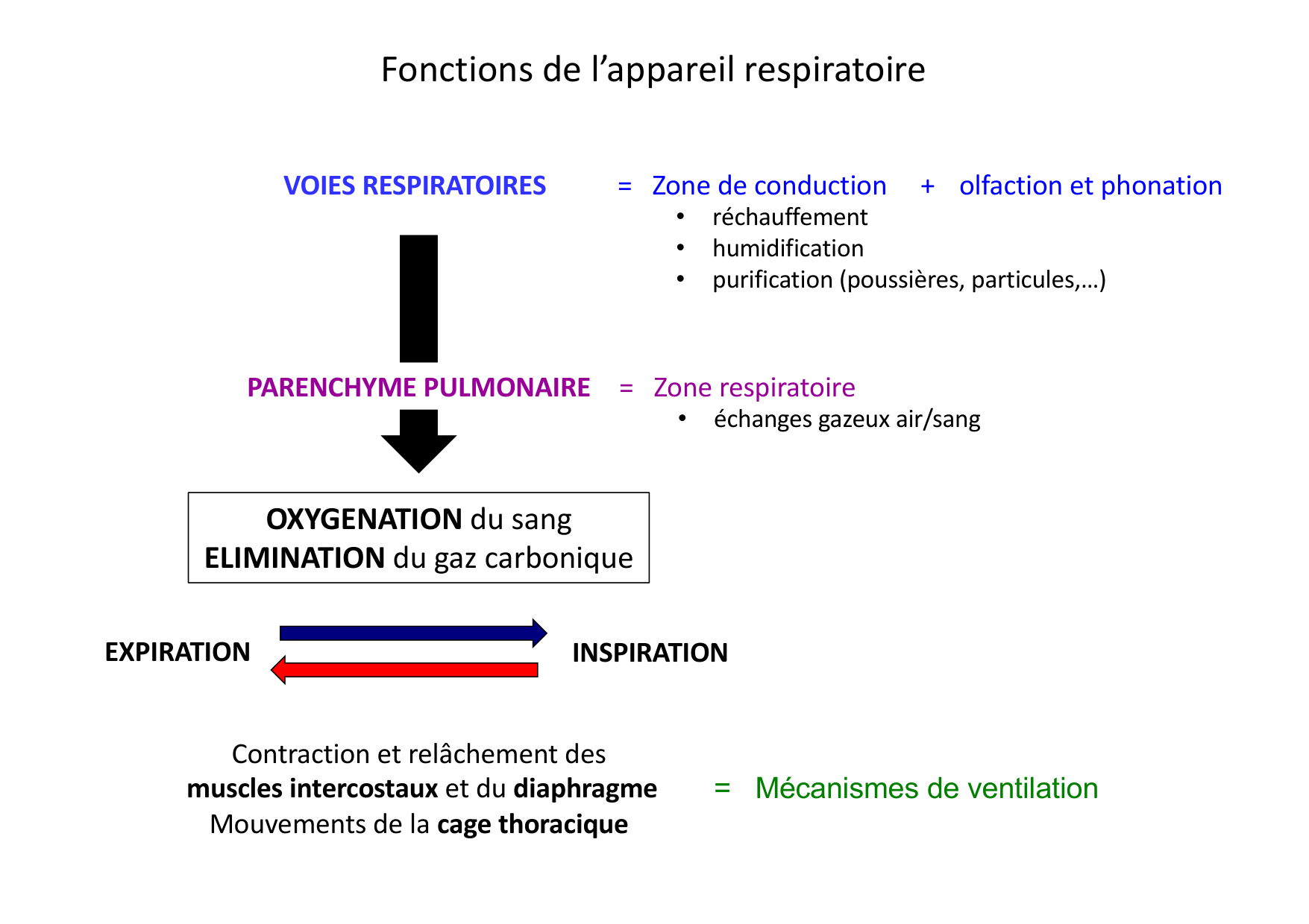 Histologie du système respiratoire page 5