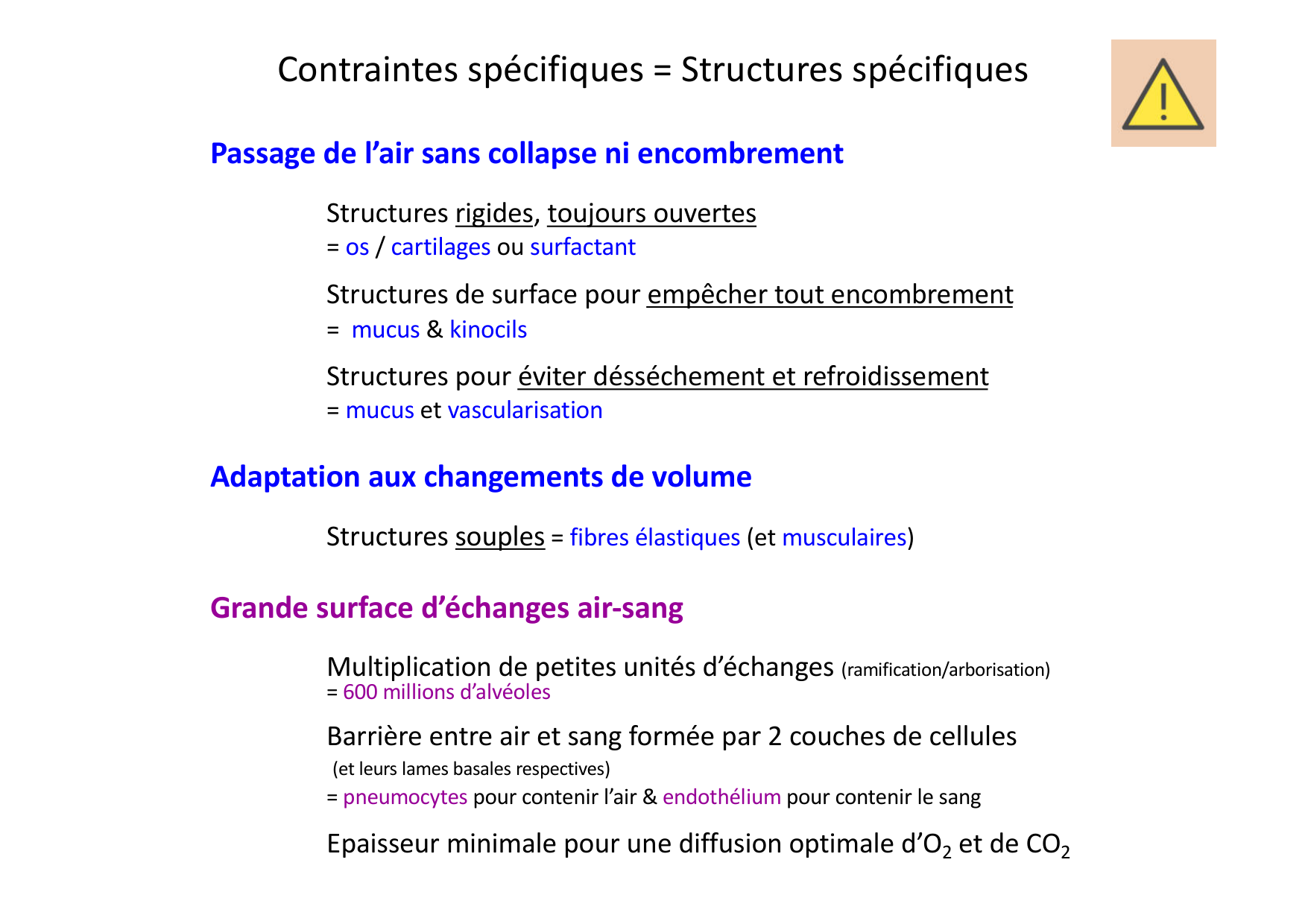 Histologie du système respiratoire page 6