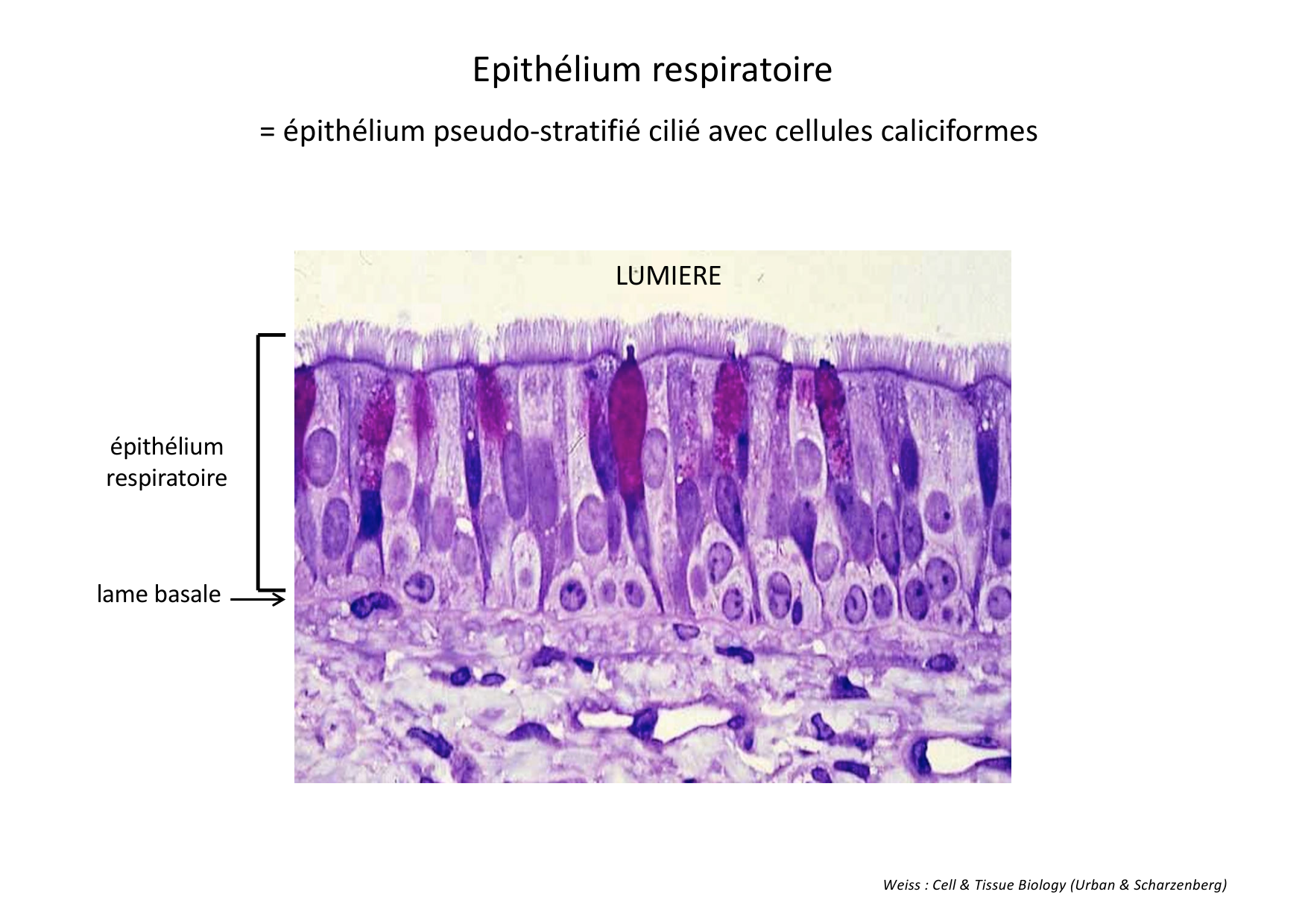 Histologie du système respiratoire page 8