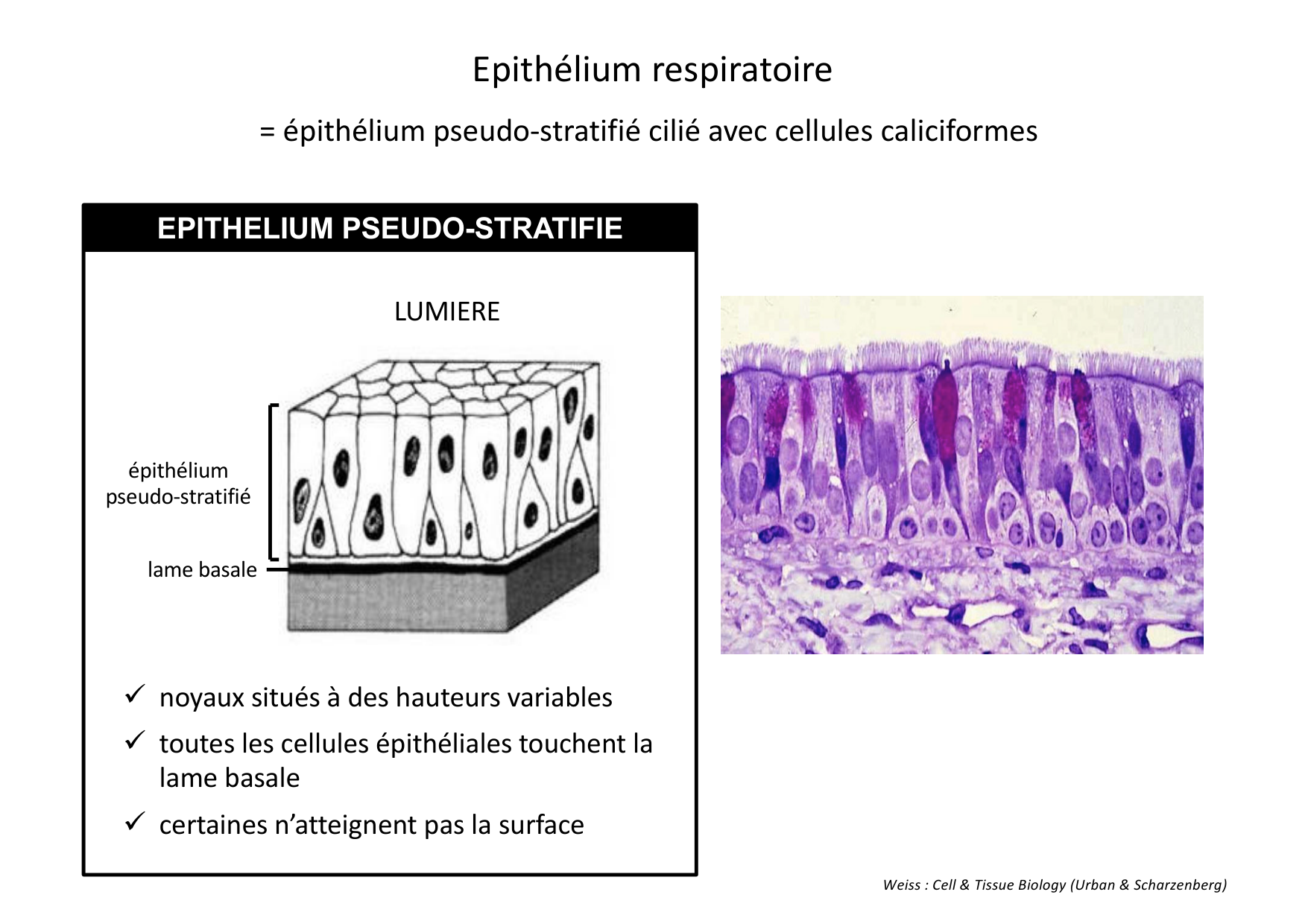Histologie du système respiratoire page 9