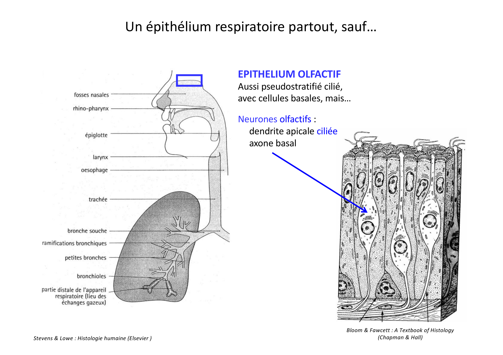 Histologie du système respiratoire page 11