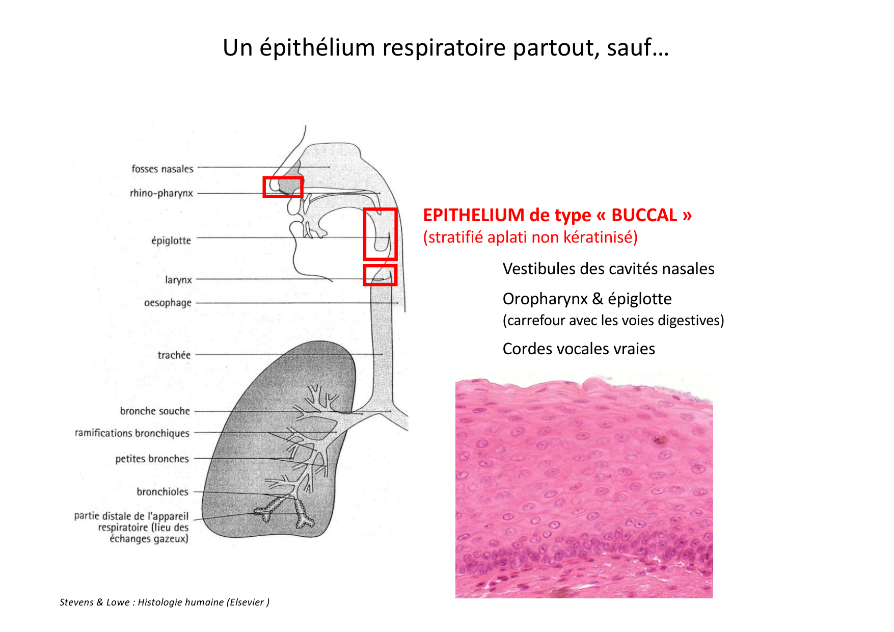 Histologie du système respiratoire page 12