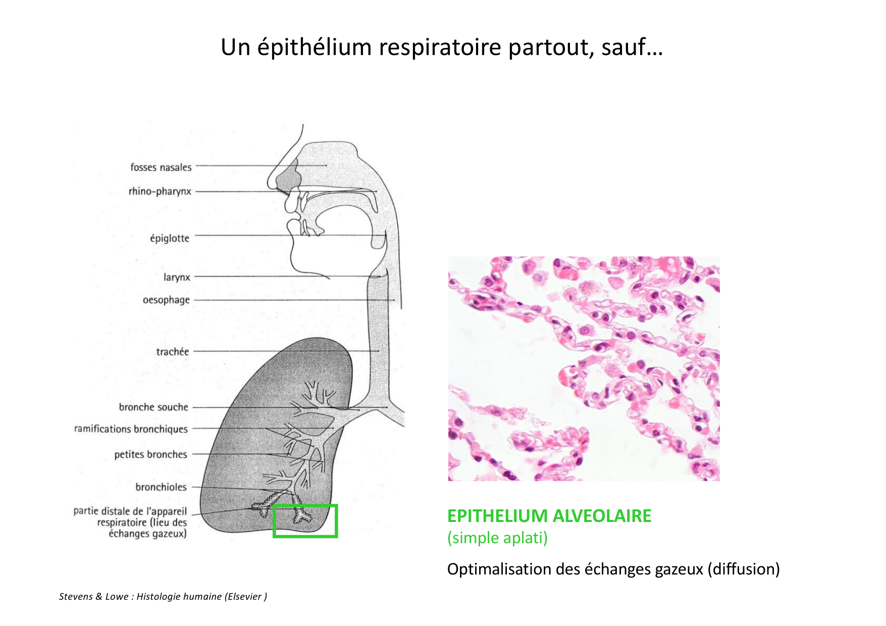 Histologie du système respiratoire page 13