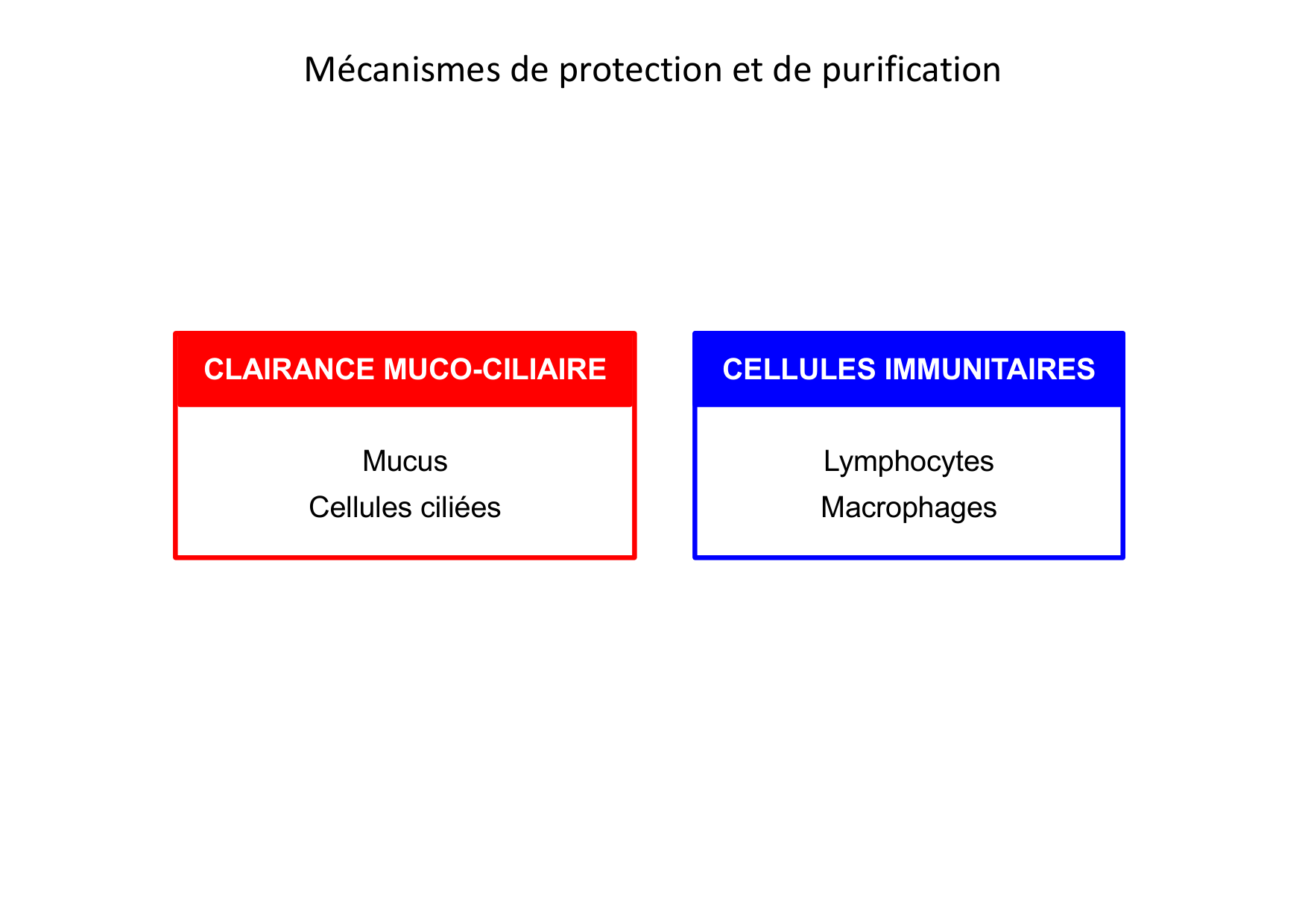 Histologie du système respiratoire page 15
