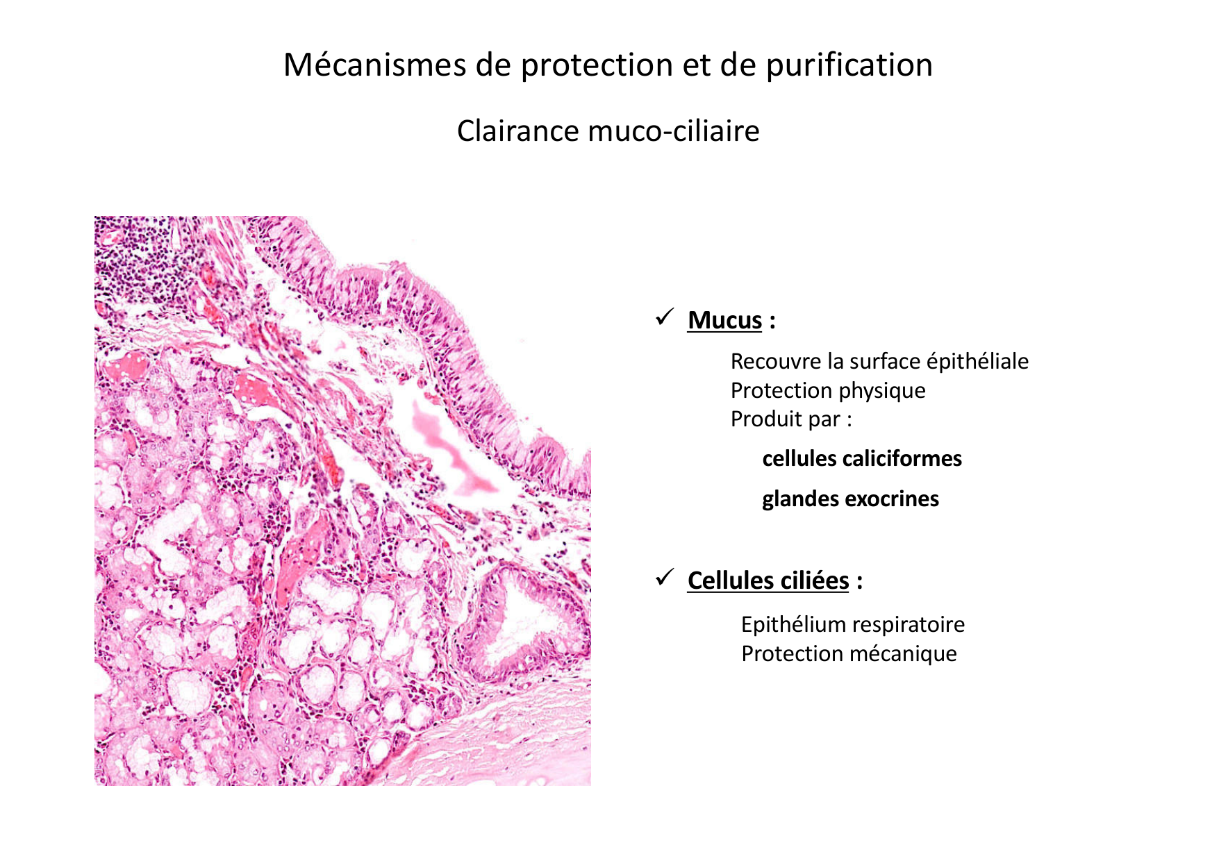 Histologie du système respiratoire page 16