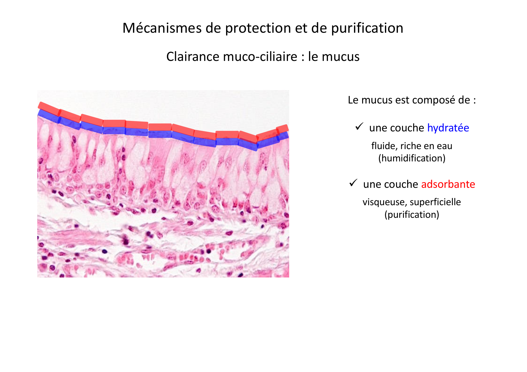 Histologie du système respiratoire page 17