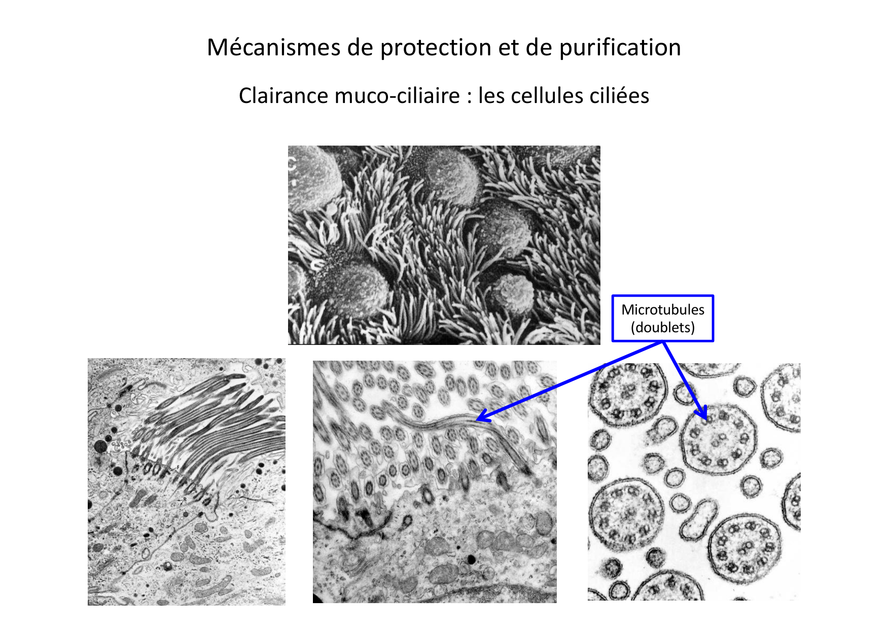 Histologie du système respiratoire page 18
