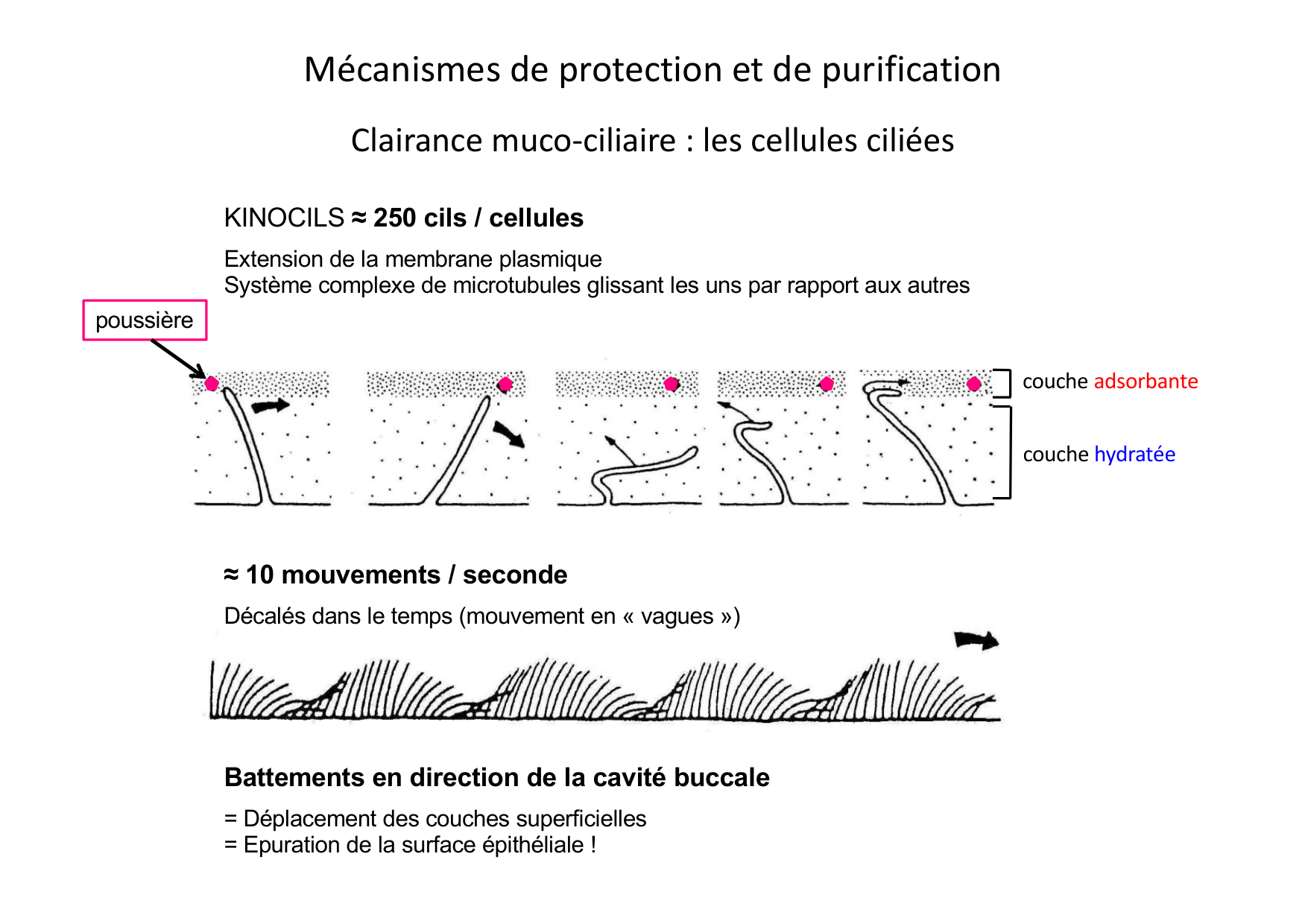Histologie du système respiratoire page 19