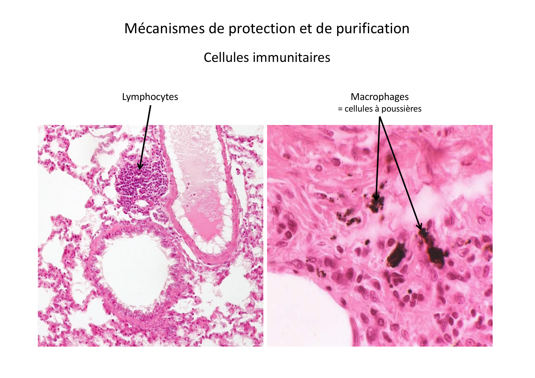 Histologie du système respiratoire page 20
