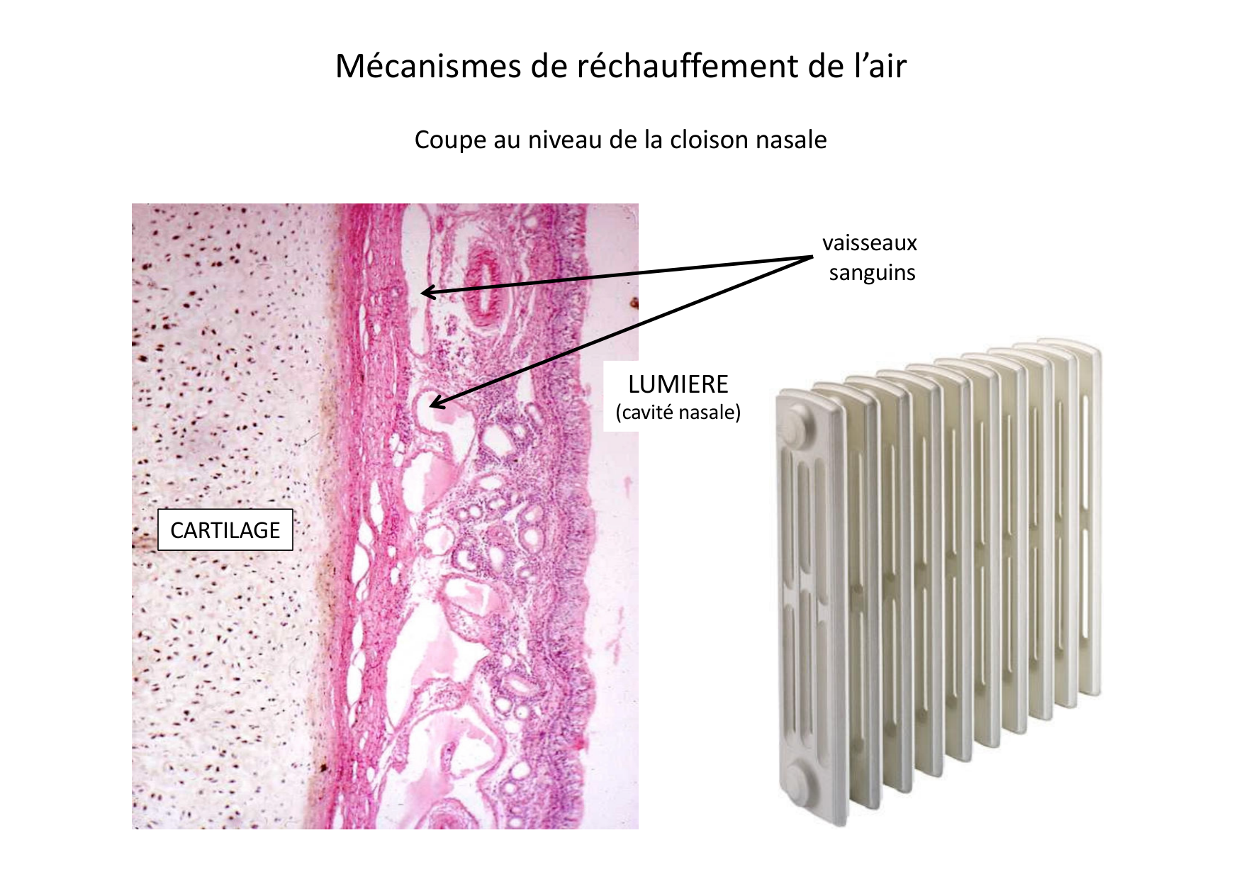 Histologie du système respiratoire page 22
