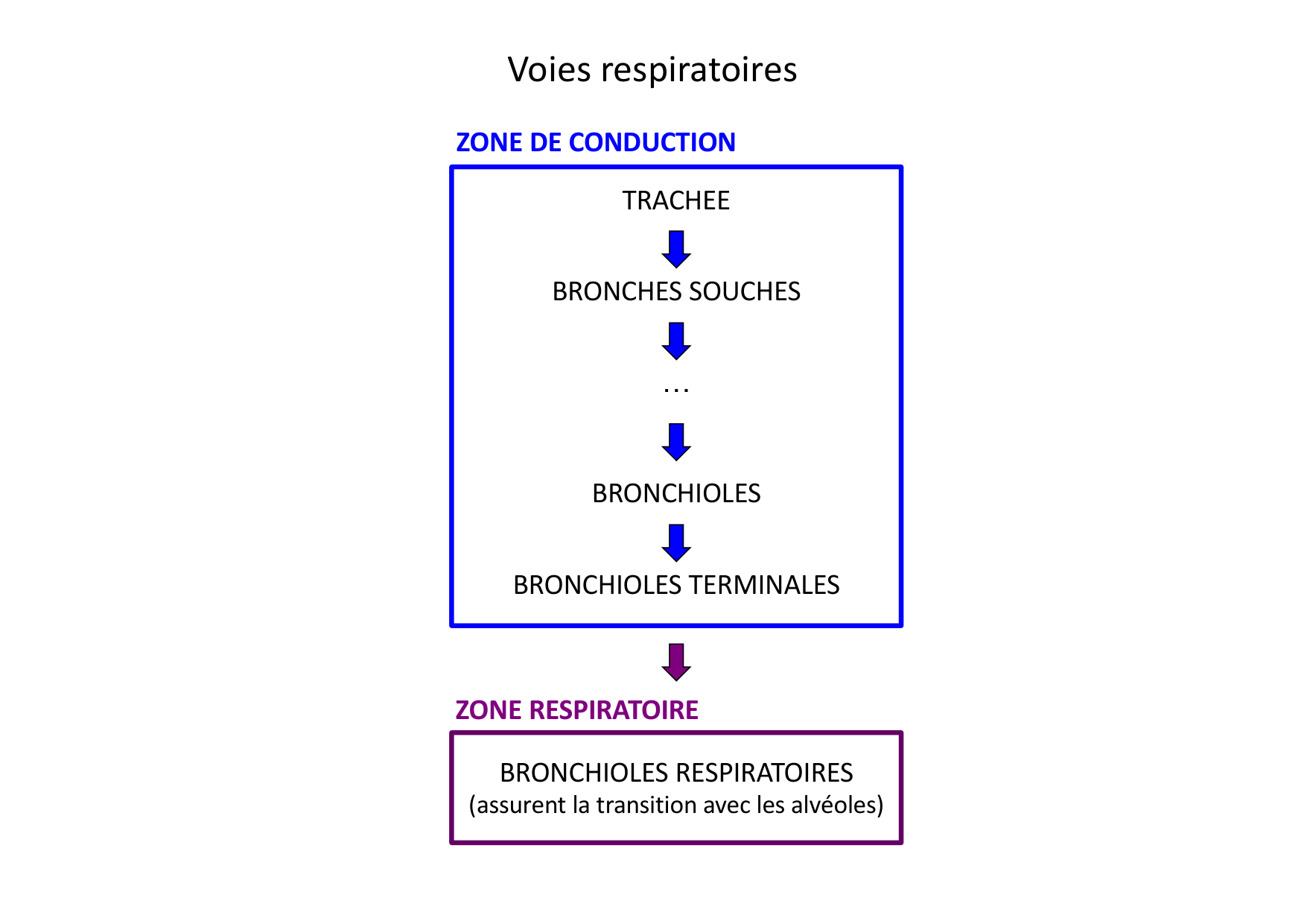 Histologie du système respiratoire page 24