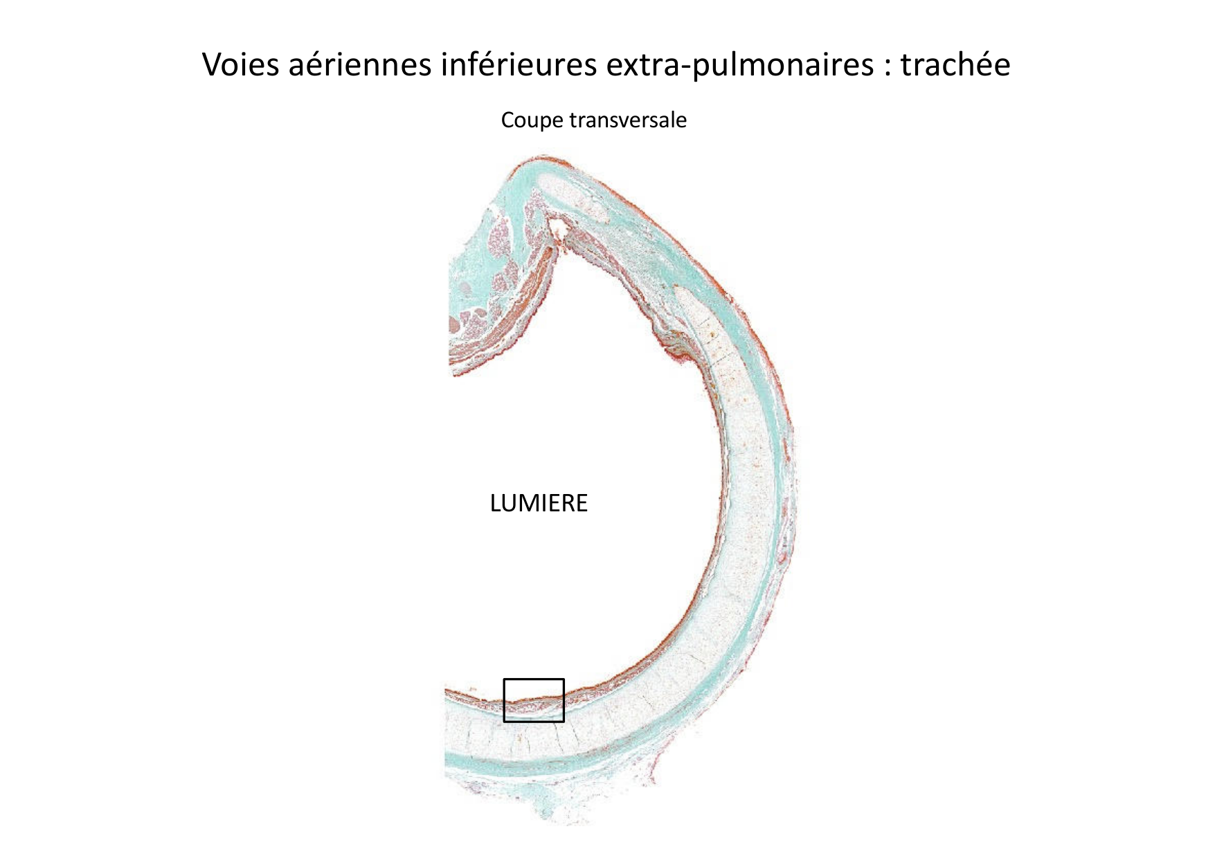 Histologie du système respiratoire page 25