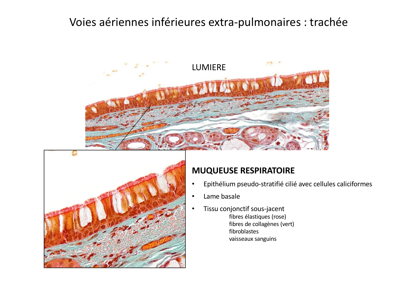 Histologie du système respiratoire page 26
