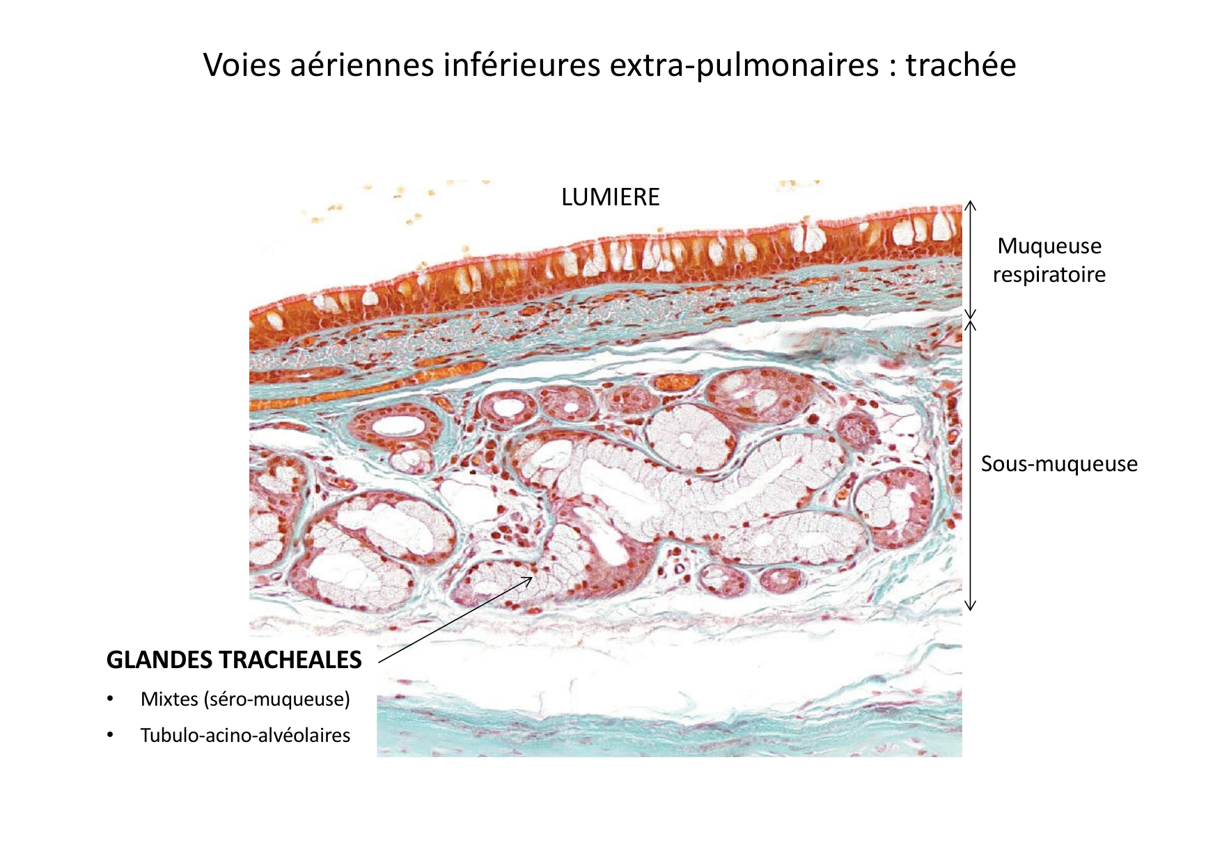 Histologie du système respiratoire page 27