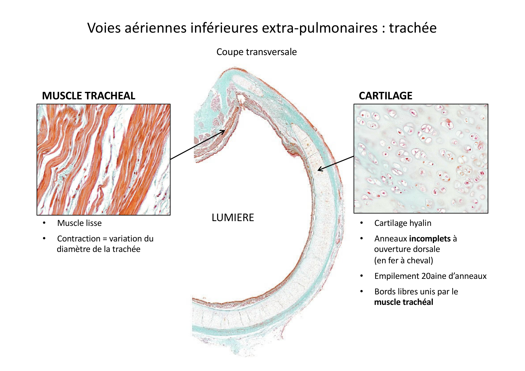 Histologie du système respiratoire page 28