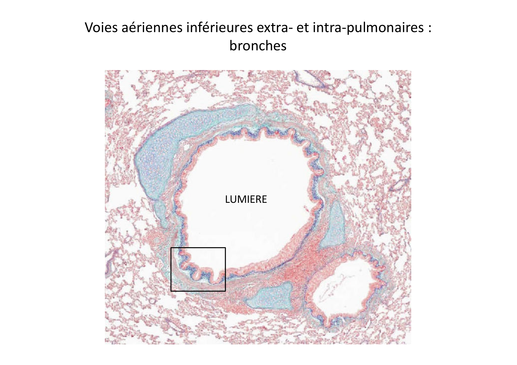 Histologie du système respiratoire page 29