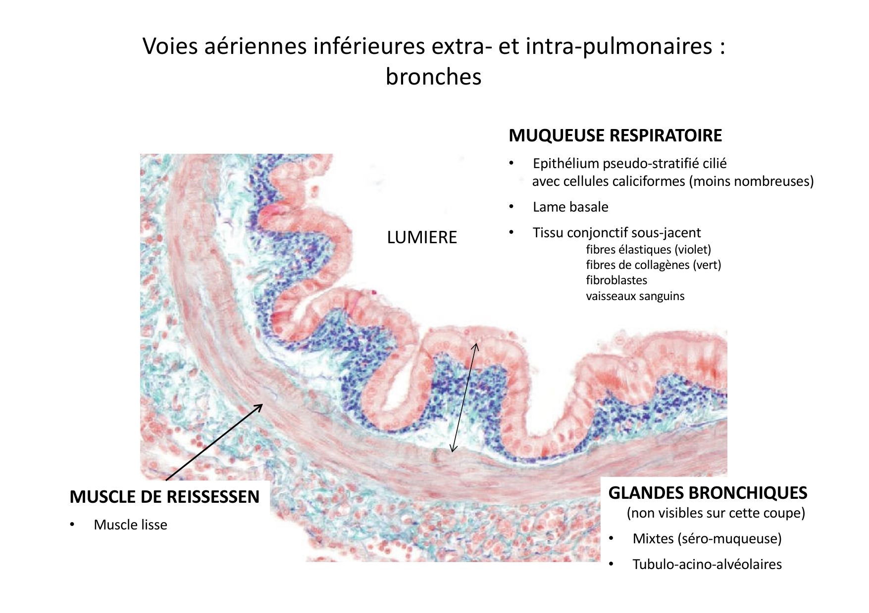 Histologie du système respiratoire page 30