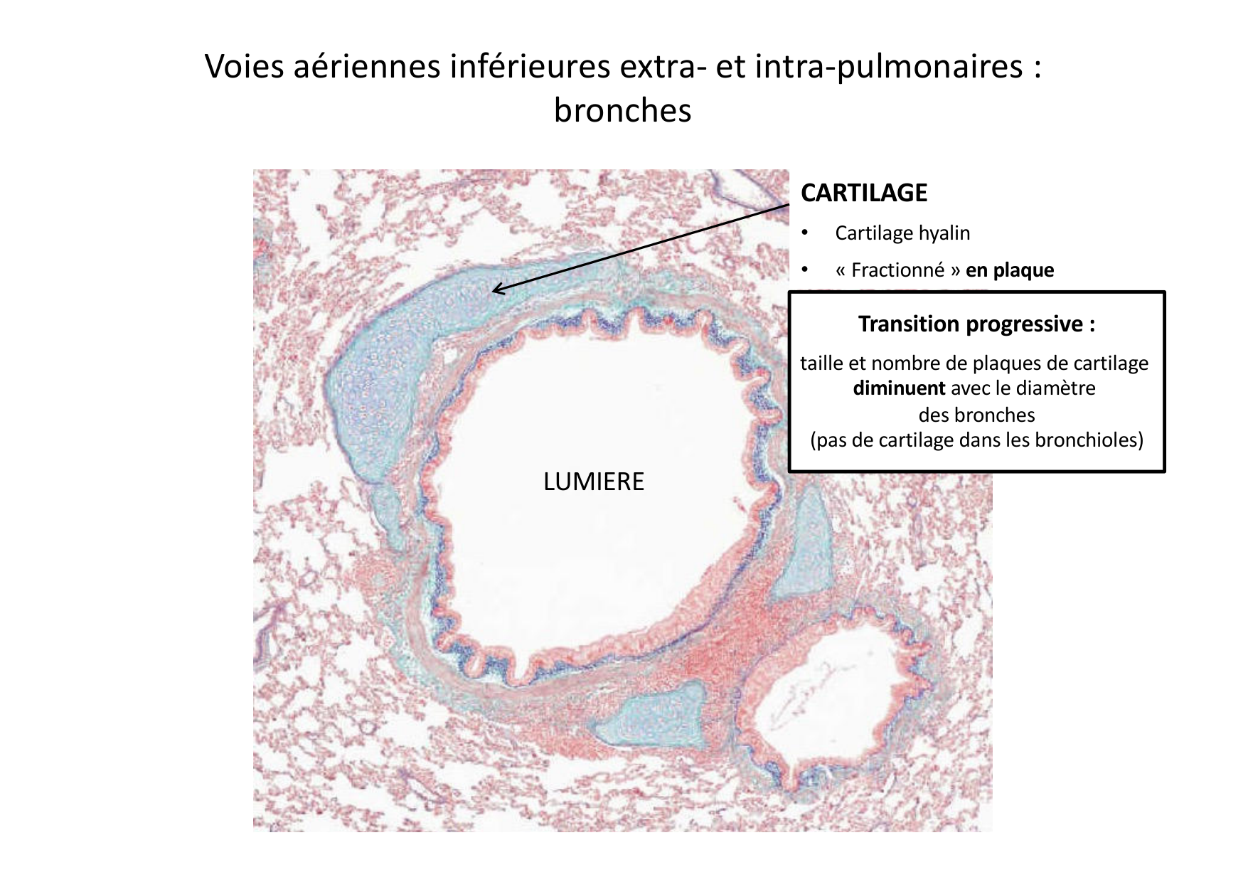 Histologie du système respiratoire page 31