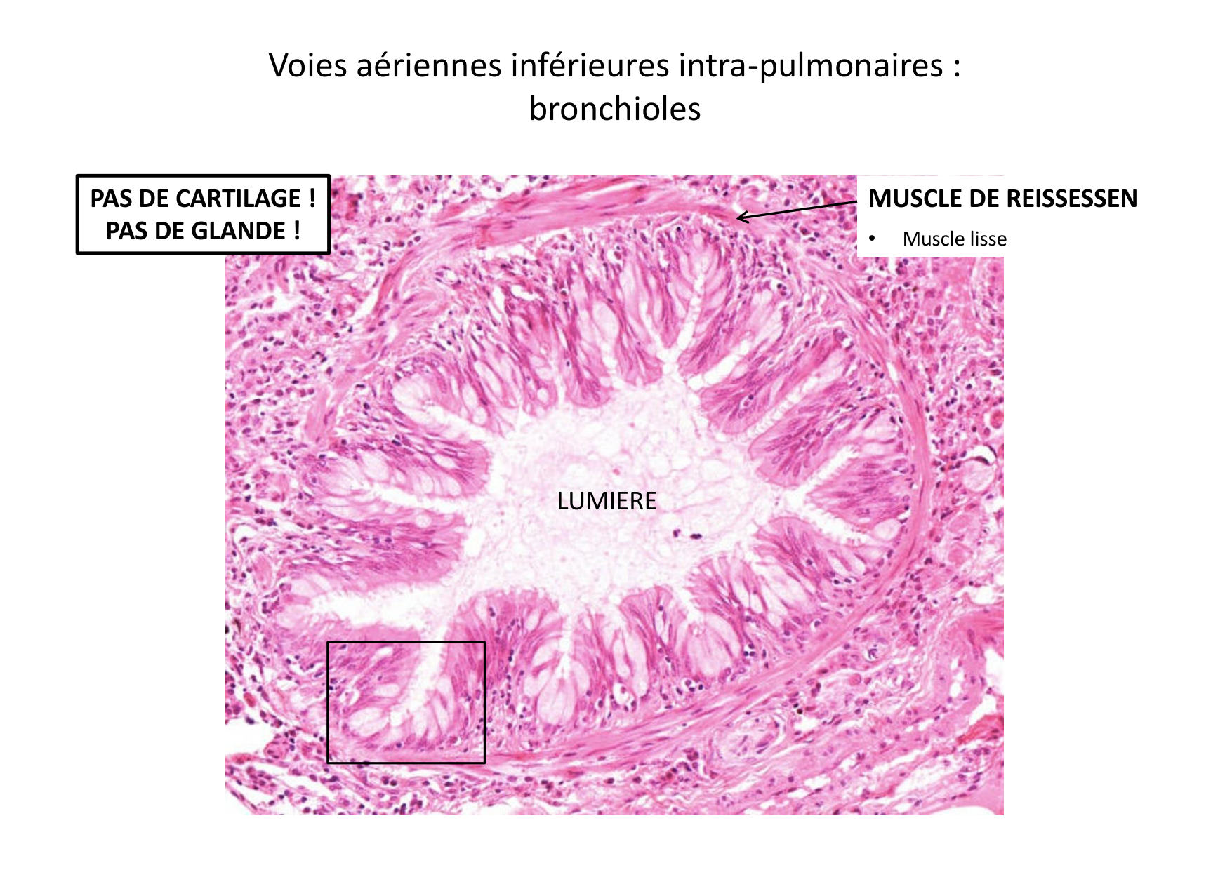 Histologie du système respiratoire page 32