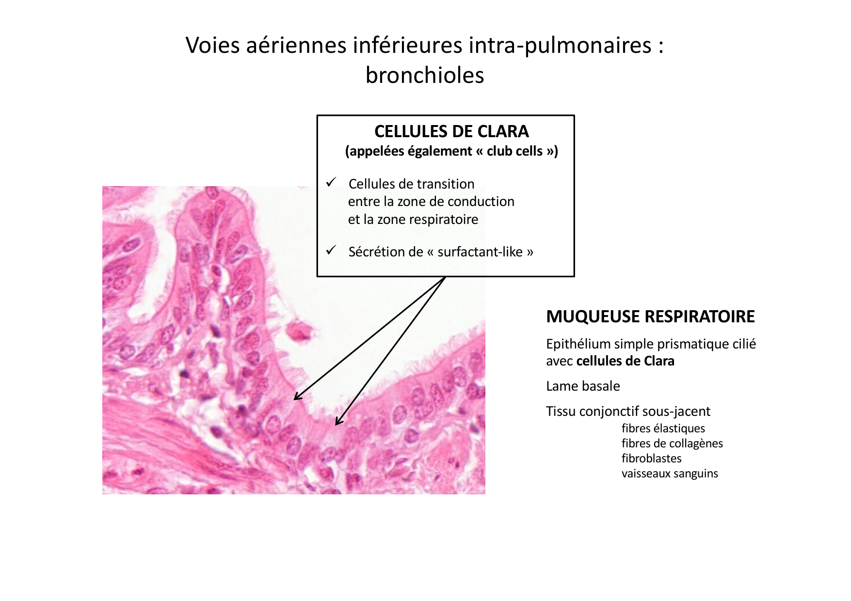 Histologie du système respiratoire page 33