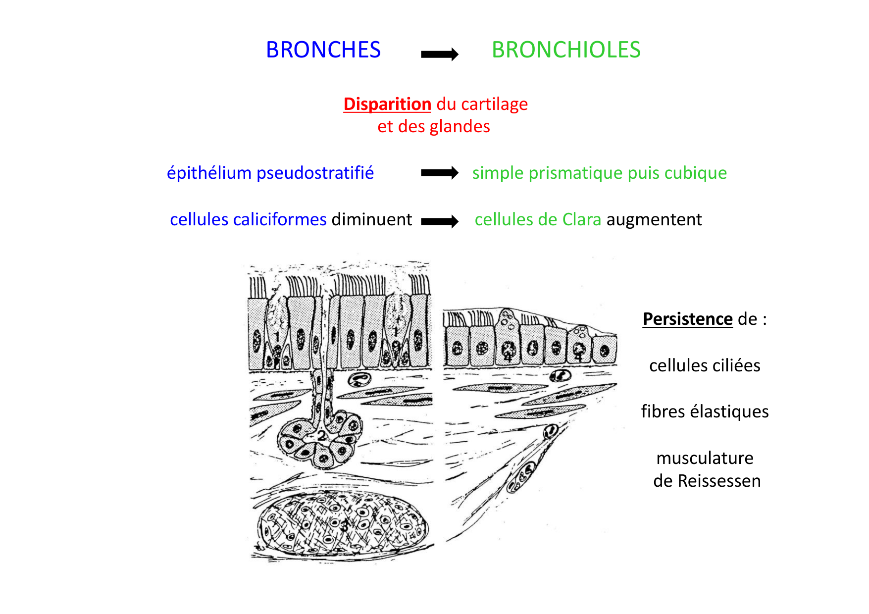 Histologie du système respiratoire page 34