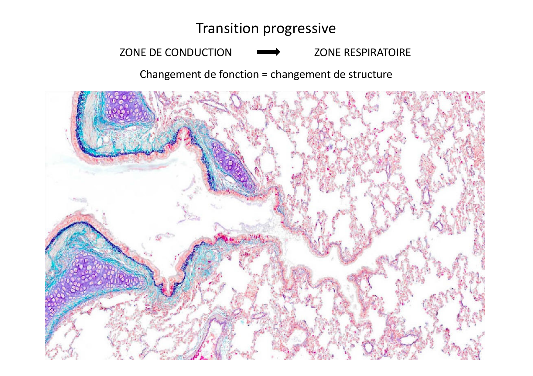 Histologie du système respiratoire page 35