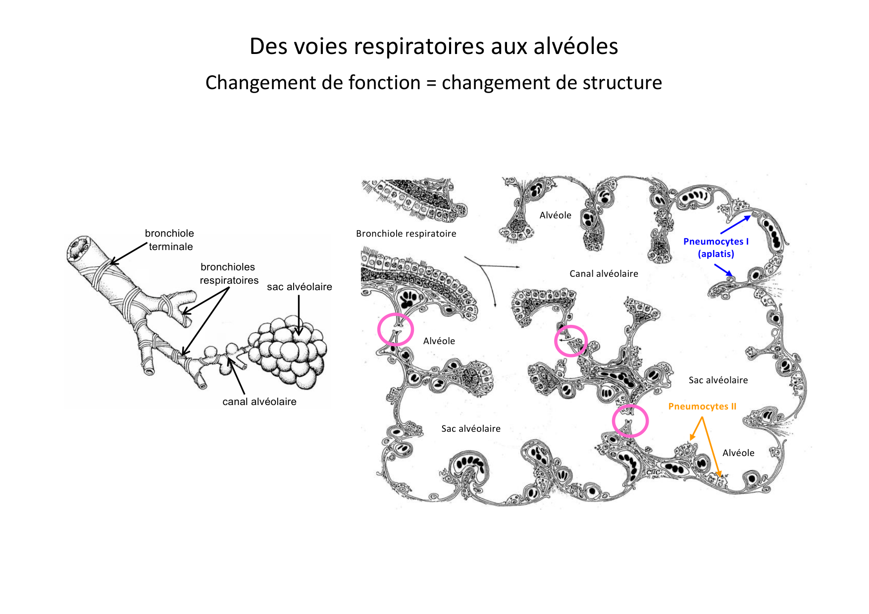 Histologie du système respiratoire page 37