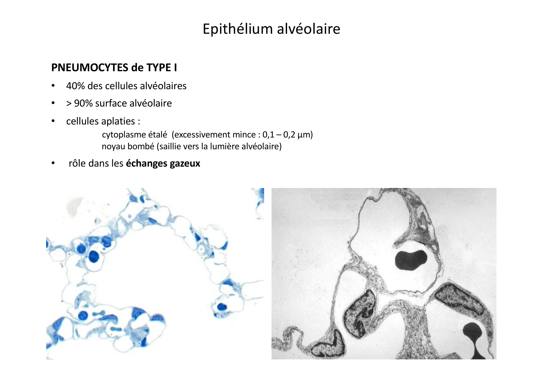 Histologie du système respiratoire page 38