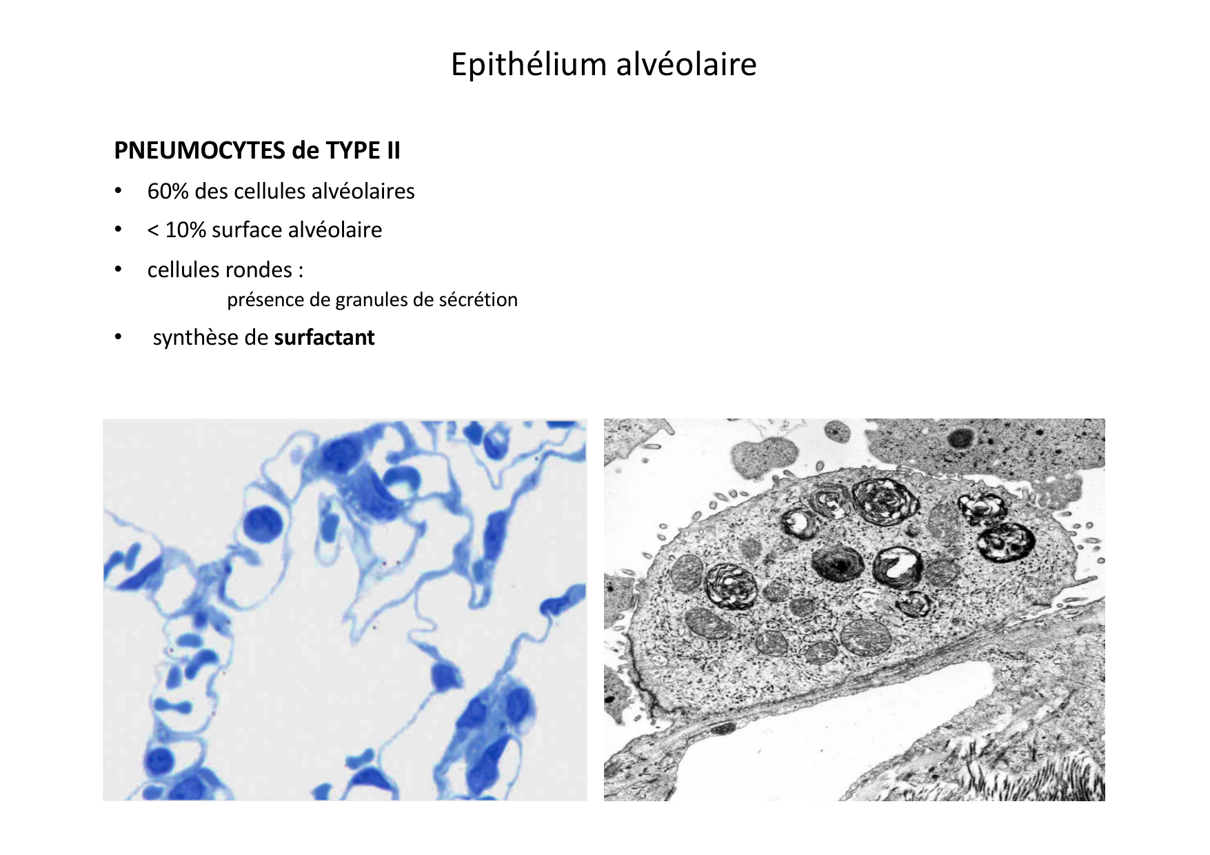Histologie du système respiratoire page 39