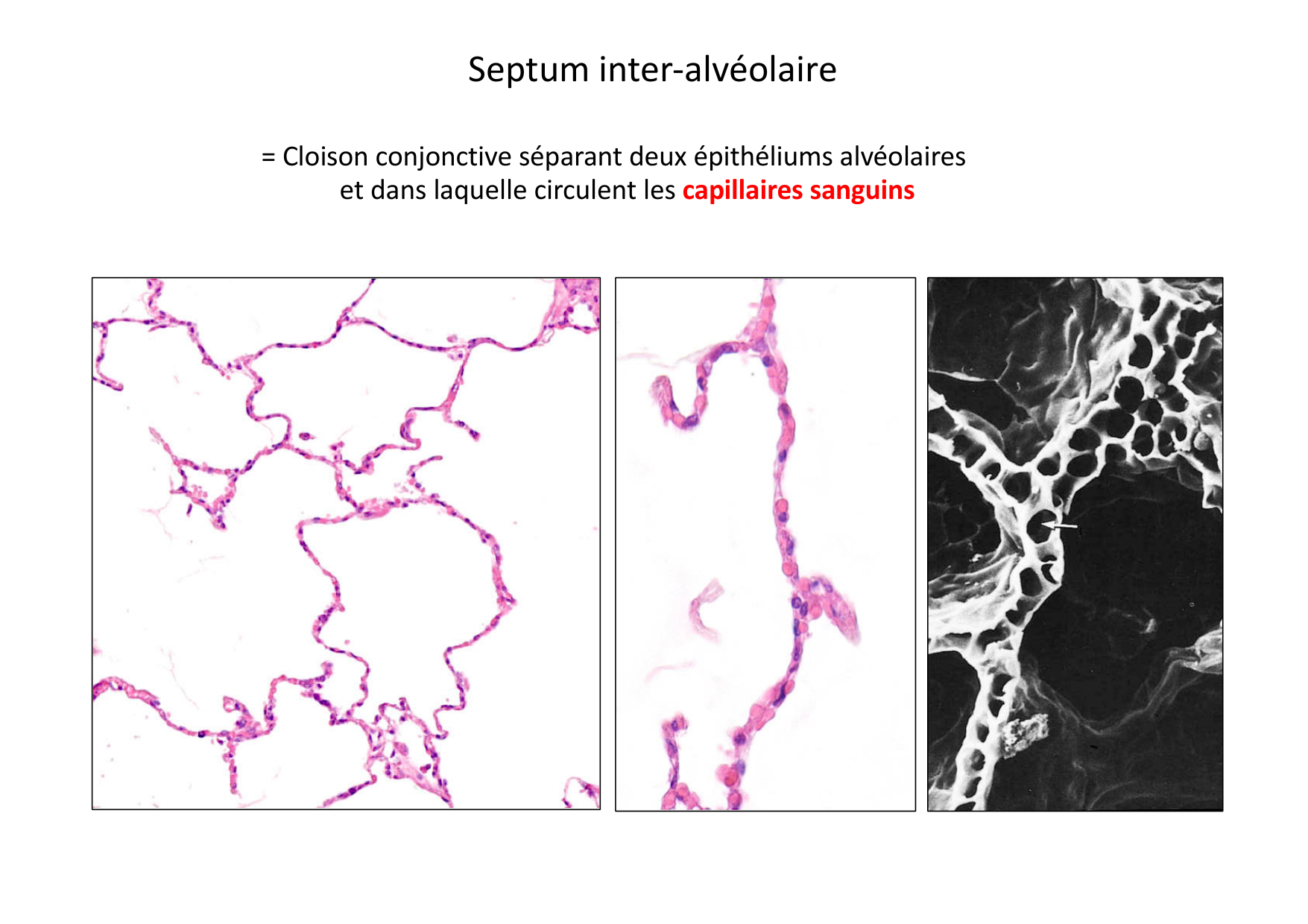 Histologie du système respiratoire page 41