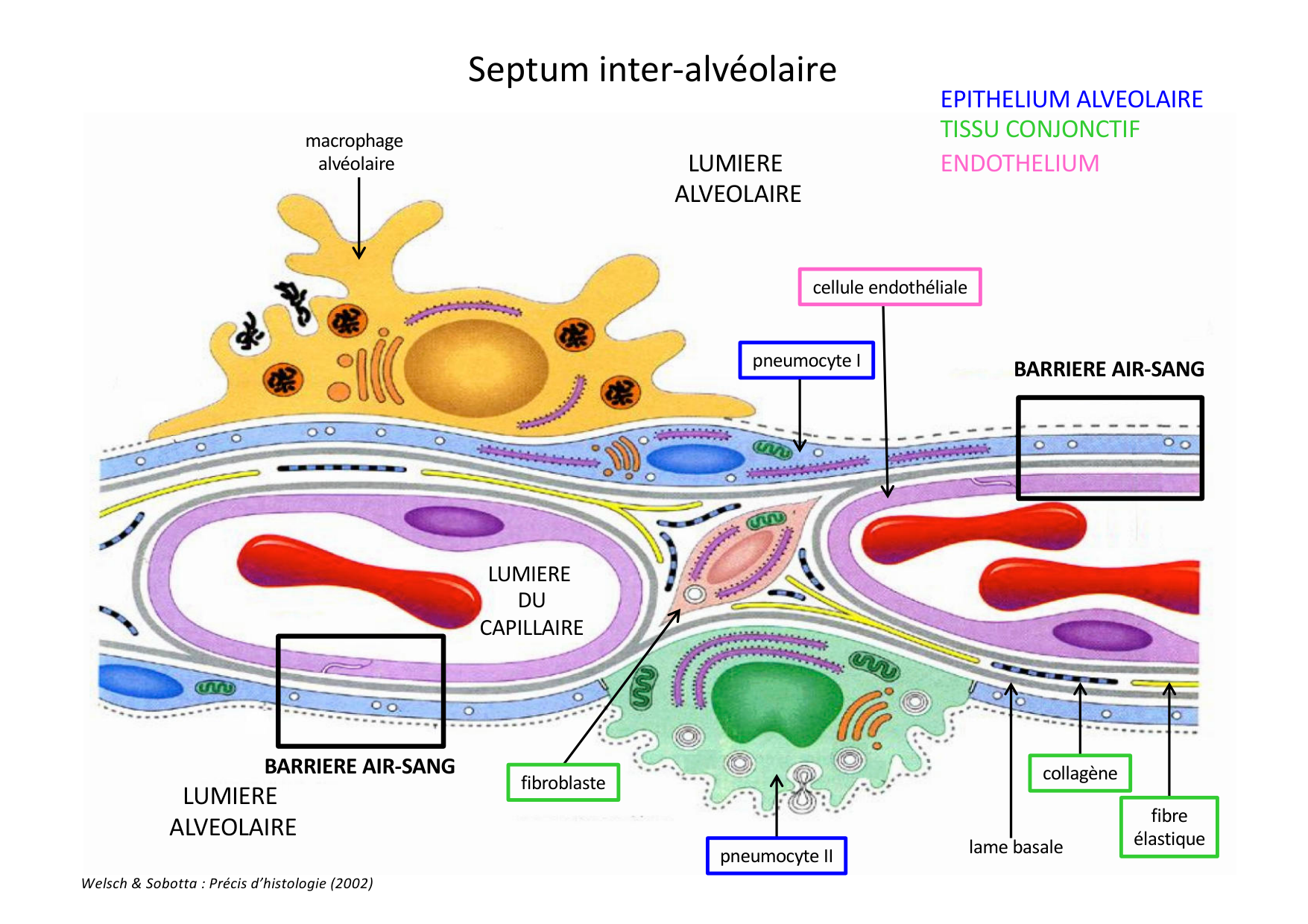Histologie du système respiratoire page 42