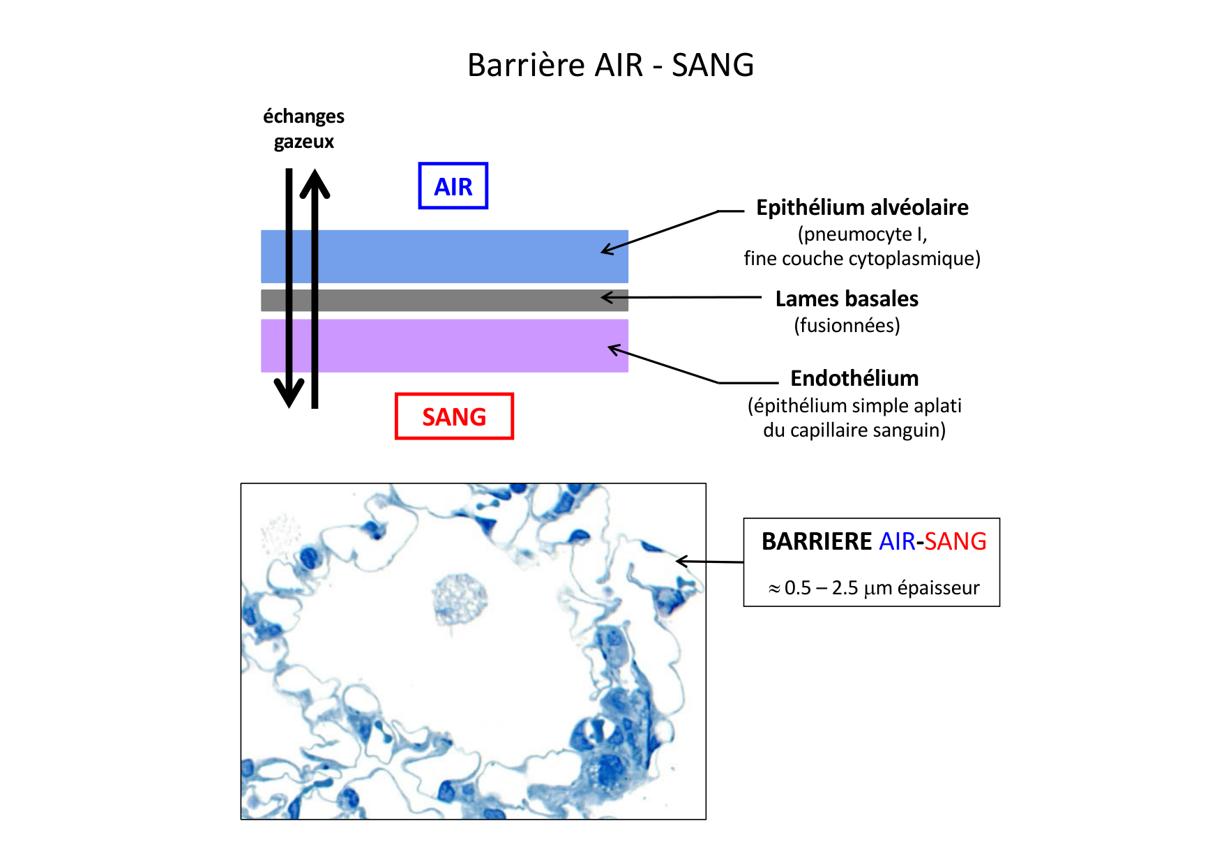Histologie du système respiratoire page 43