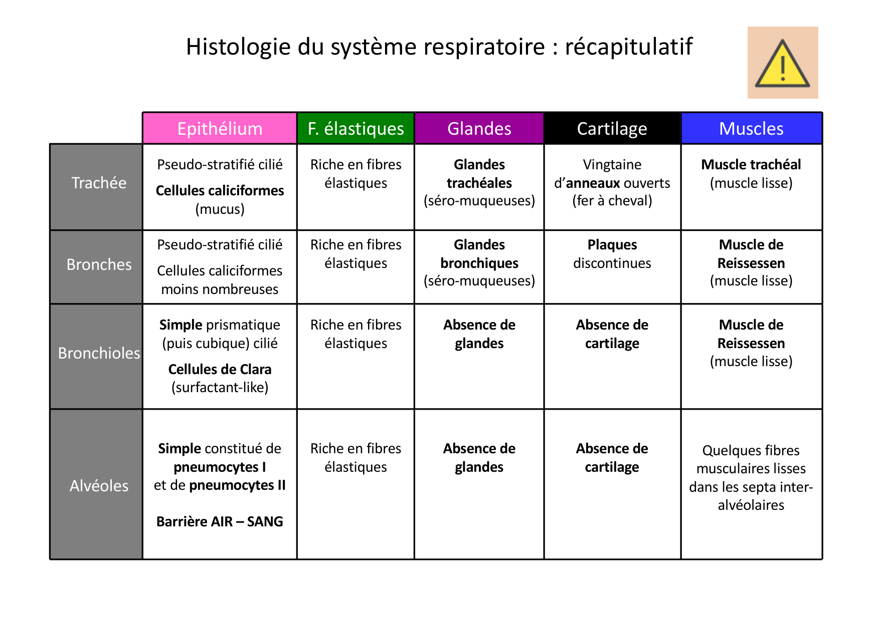 Histologie du système respiratoire page 44