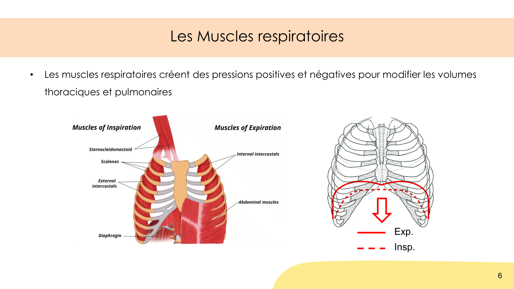 Mécanique thoracique page 6