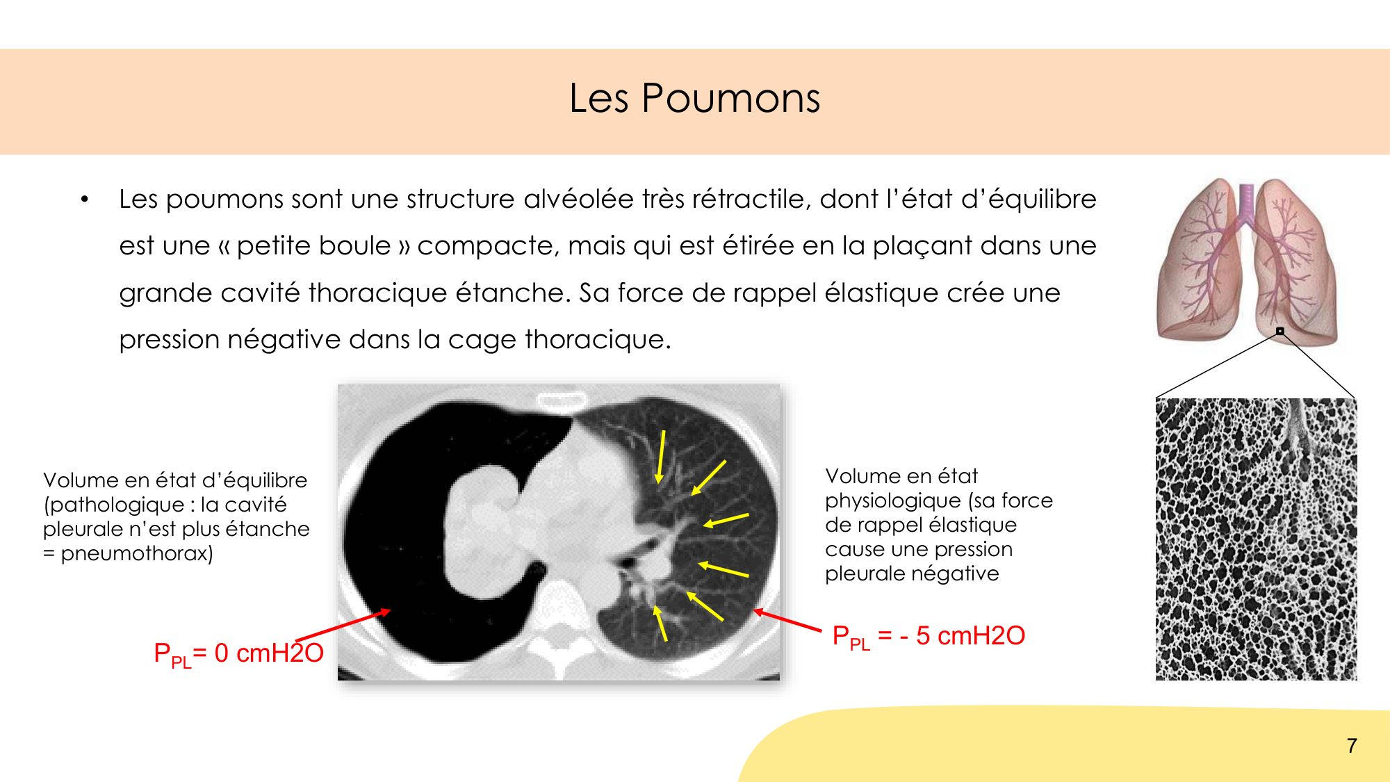 Mécanique thoracique page 7