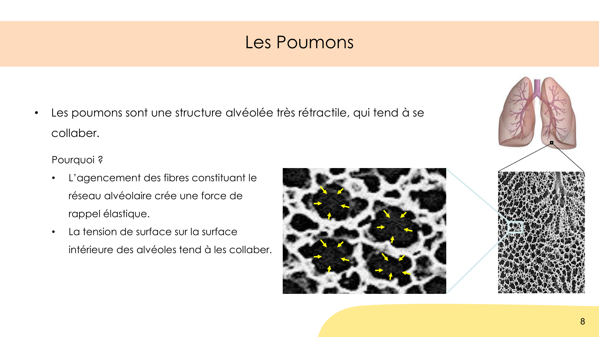 Mécanique thoracique page 8